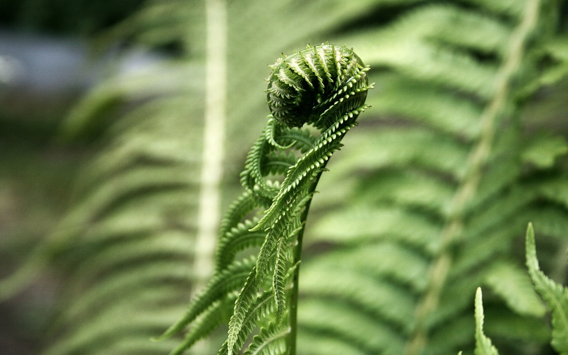Free download wallpaper Fern, Close Up, Earth on your PC desktop