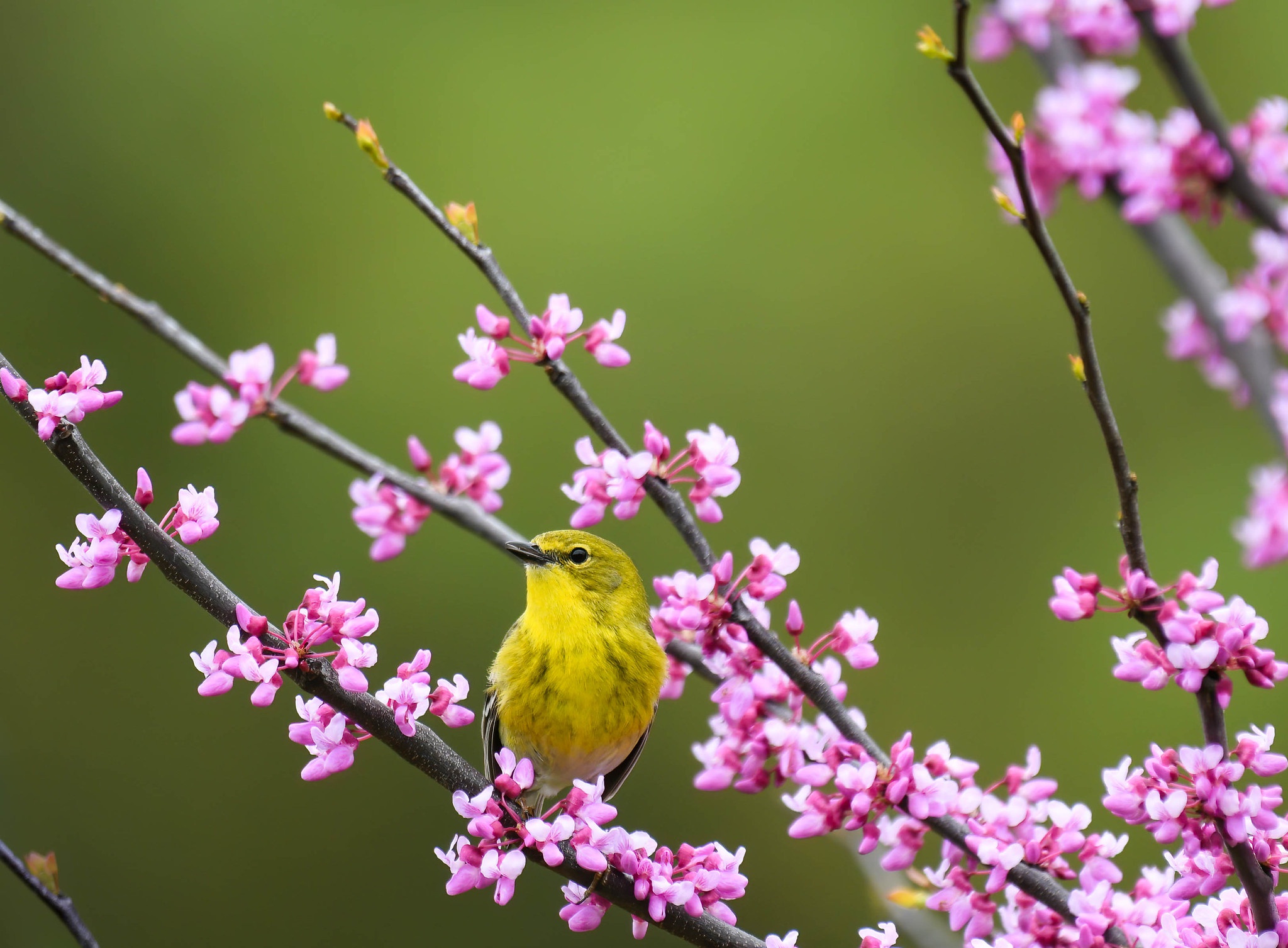 Free download wallpaper Birds, Flower, Bird, Animal, Spring, Passerine on your PC desktop