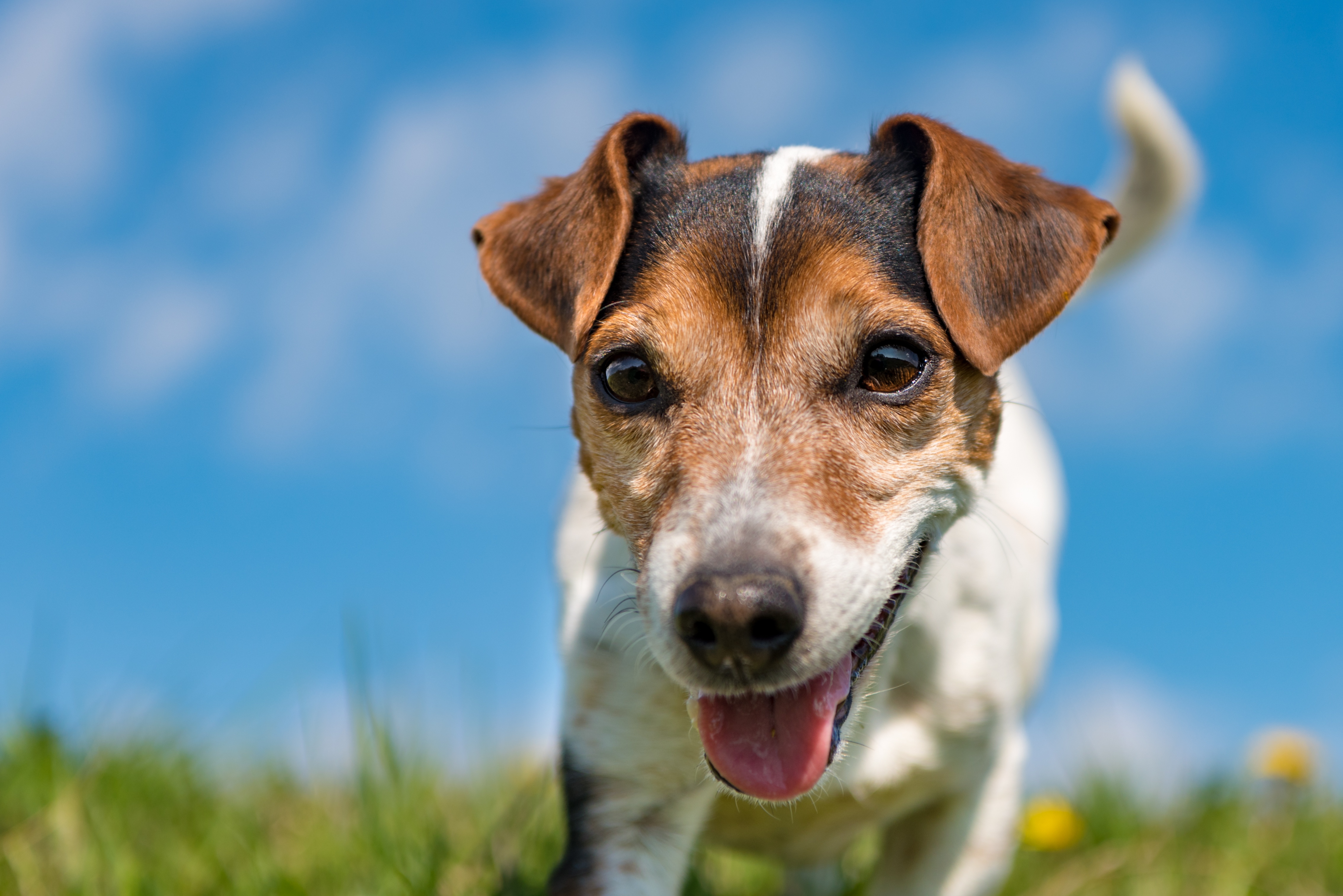 animal, jack russell terrier, dog, dogs