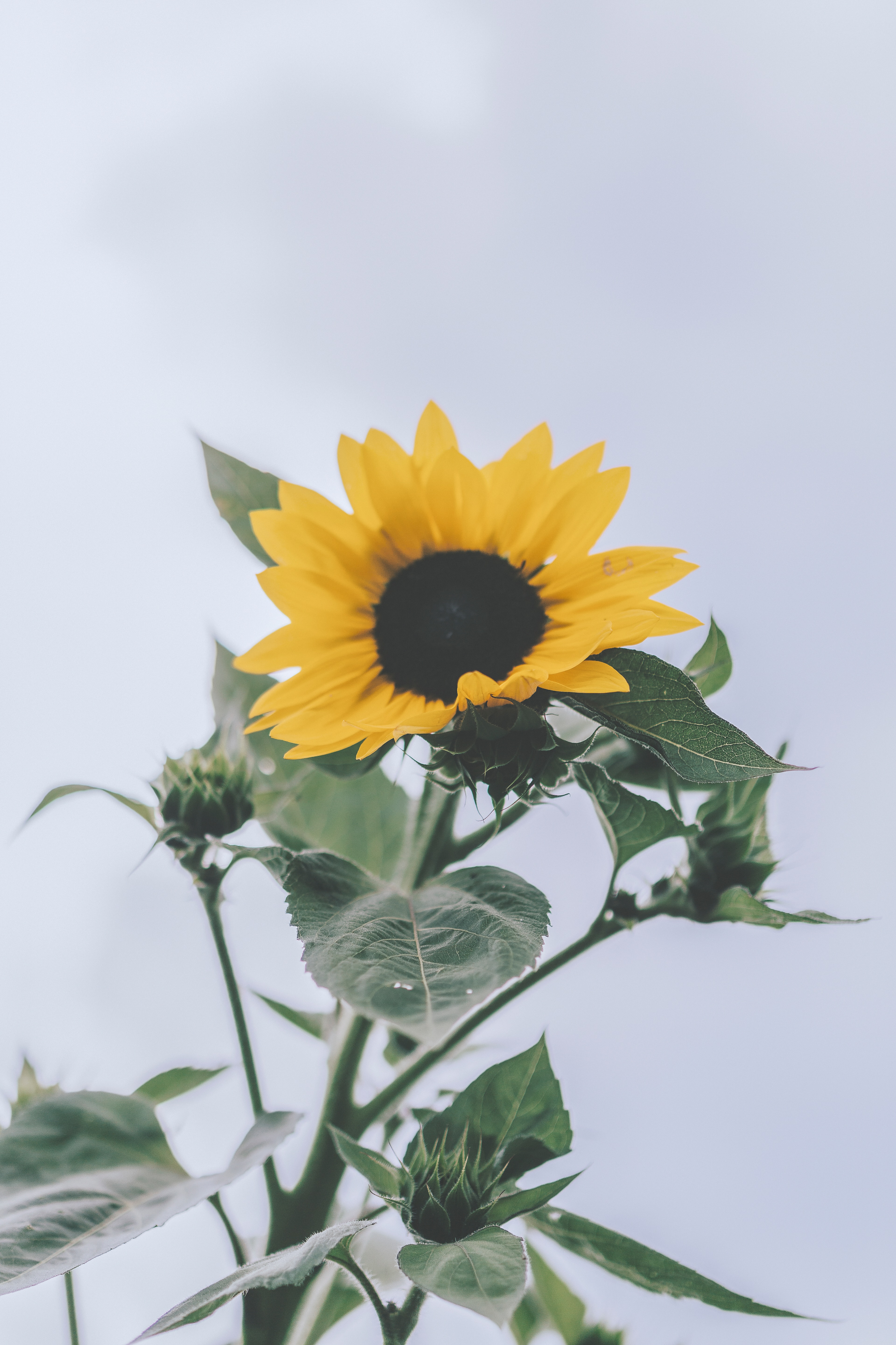 Free download wallpaper Flowering, Sunflower, Flowers, Flower, Plant, Bloom on your PC desktop