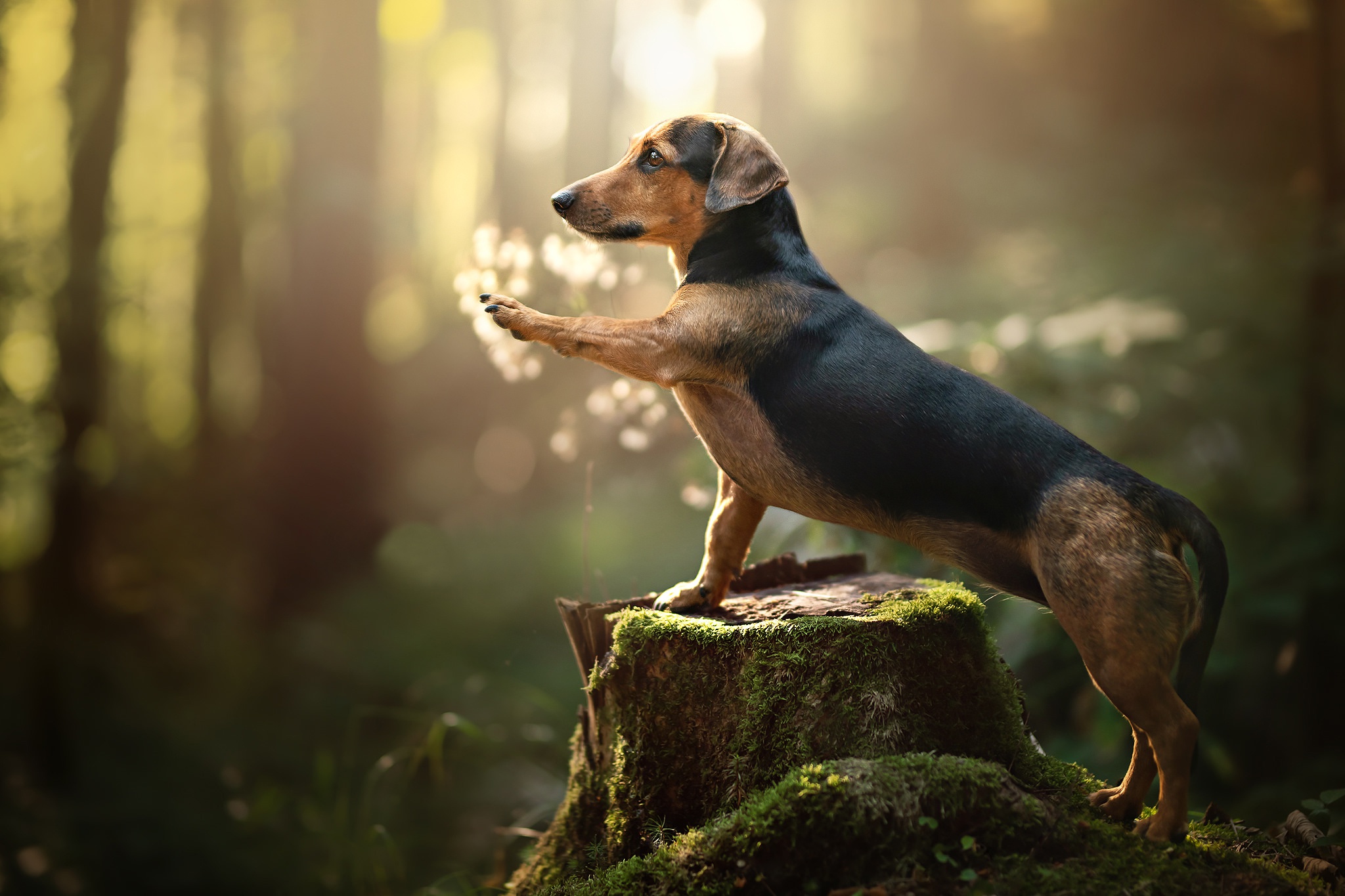 Download mobile wallpaper Dogs, Dog, Animal, Dachshund for free.