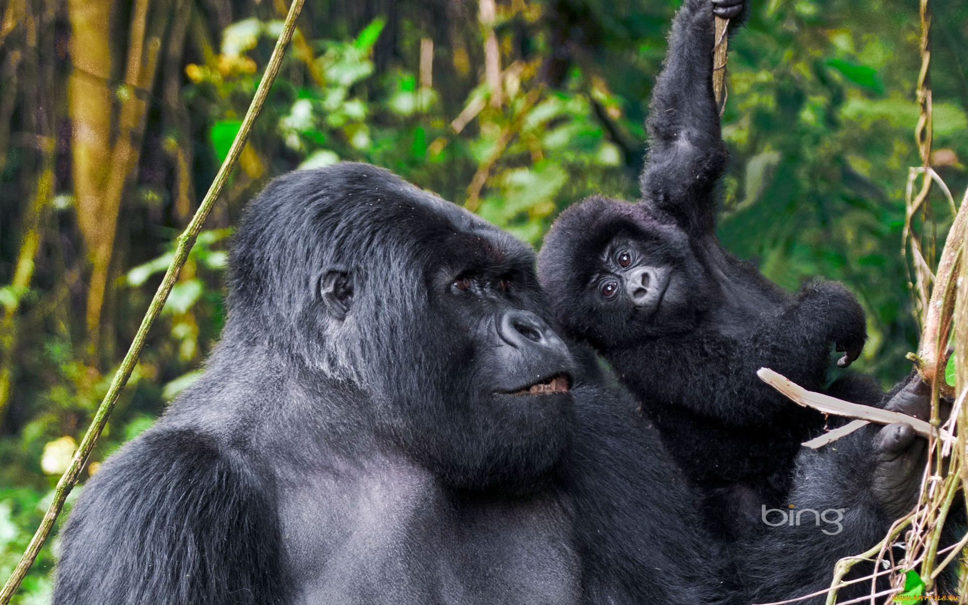 317681 descargar fondo de pantalla animales, gorila, monos: protectores de pantalla e imágenes gratis