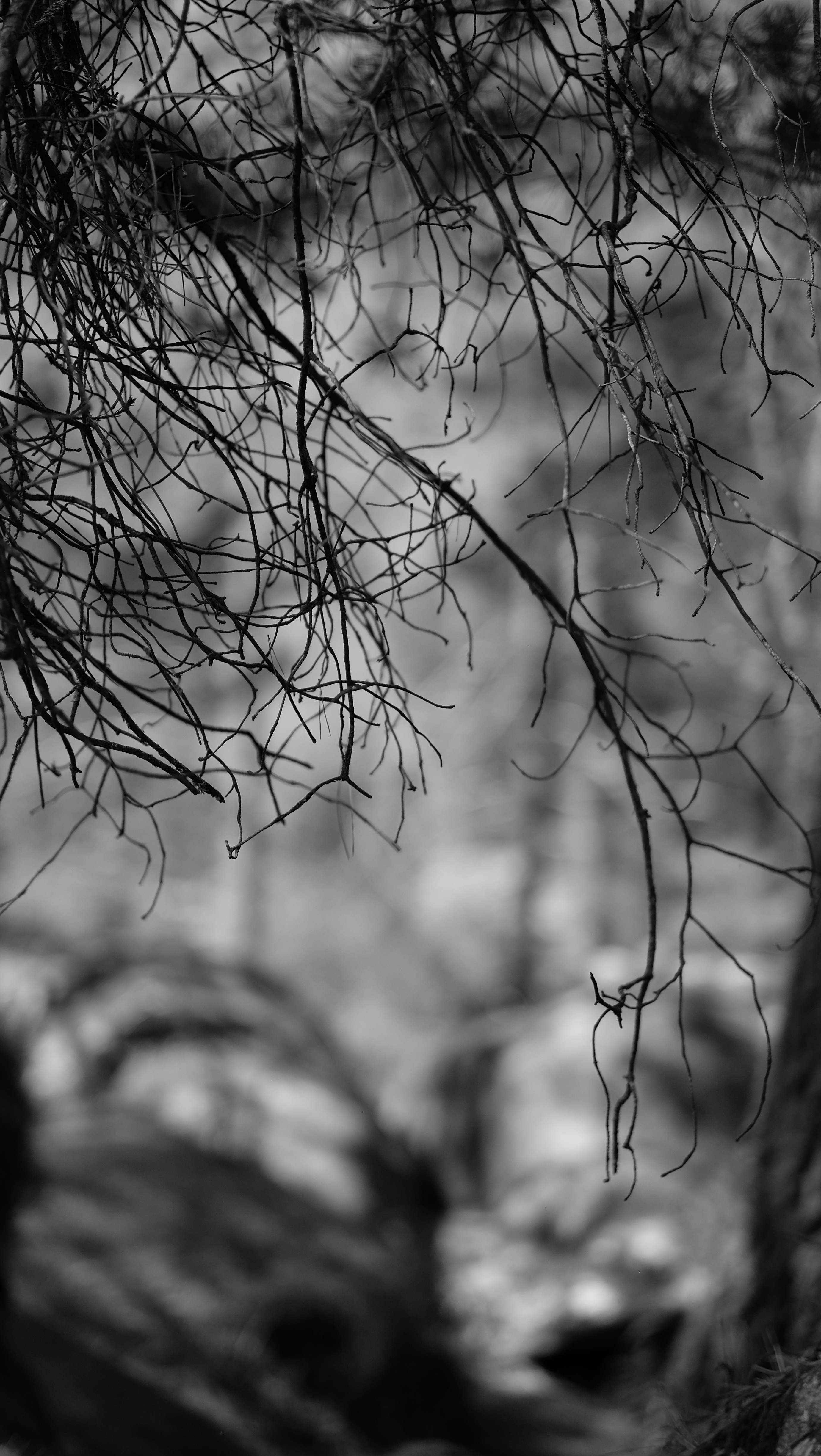 nature, branches, bw, chb