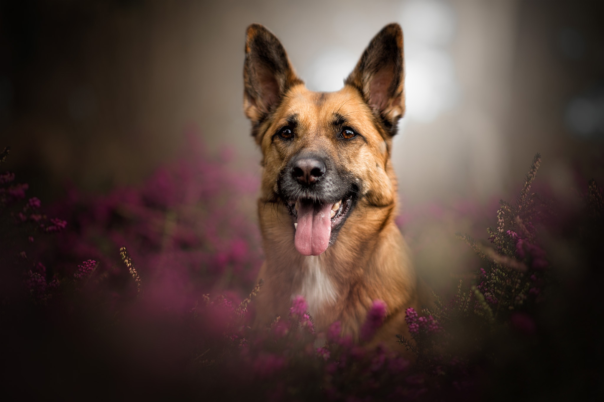 Téléchargez gratuitement l'image Animaux, Chiens, Chien, Berger Allemand sur le bureau de votre PC