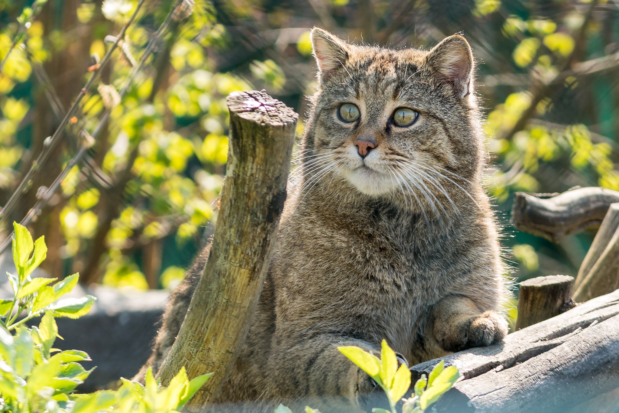 Laden Sie das Katze, Katzen, Tiere-Bild kostenlos auf Ihren PC-Desktop herunter