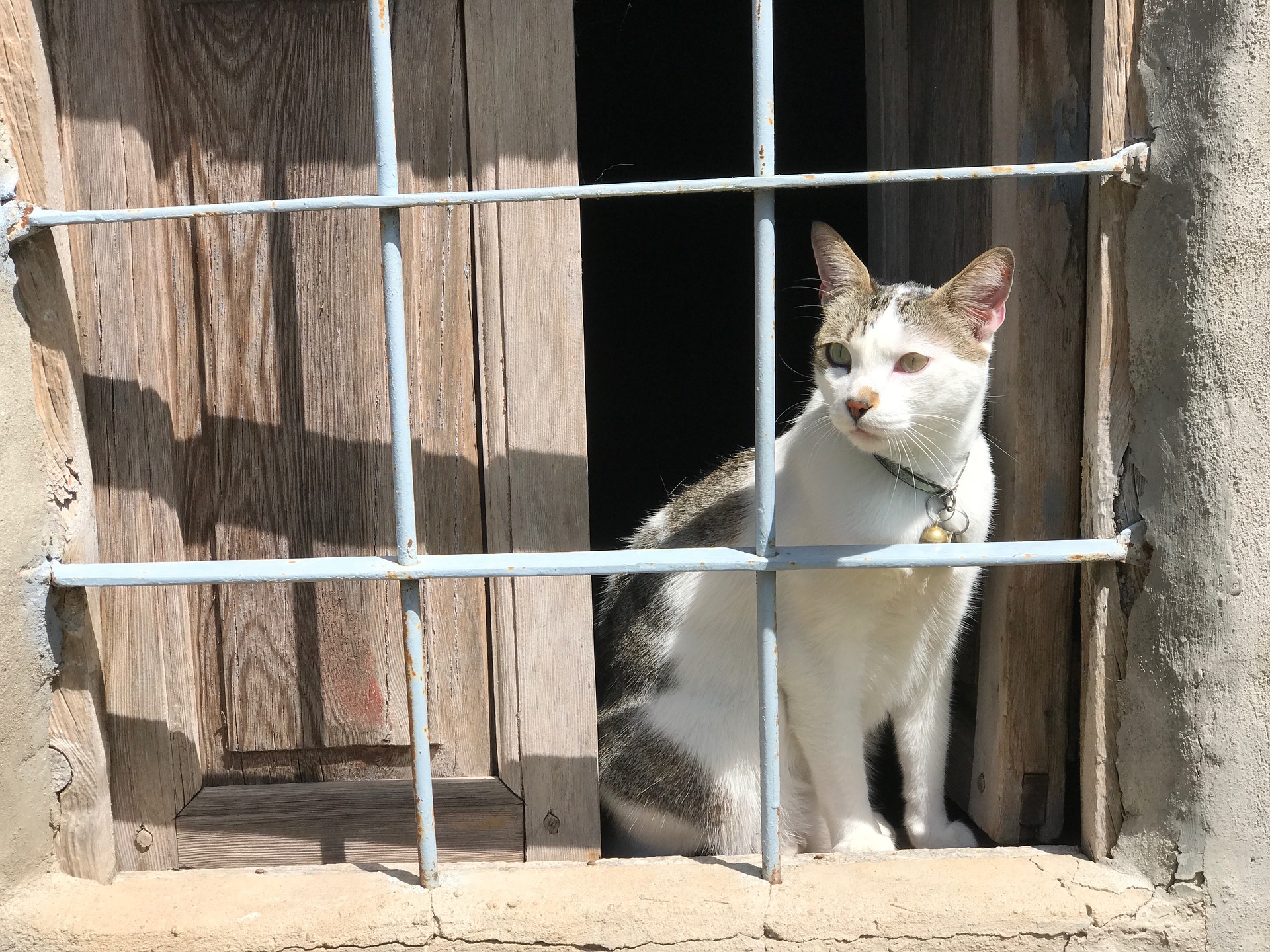 Laden Sie das Tiere, Katzen, Katze, Fenster-Bild kostenlos auf Ihren PC-Desktop herunter