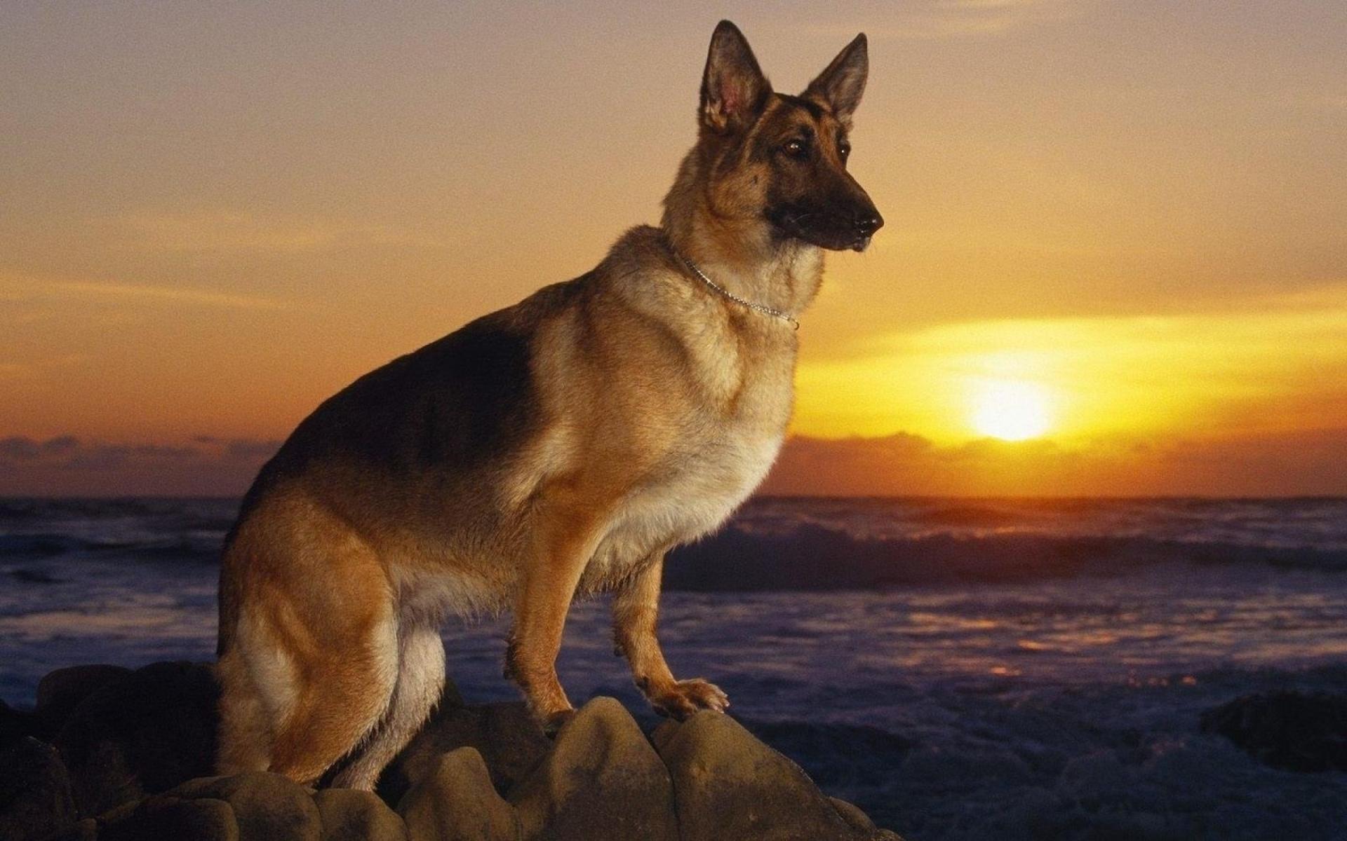 Free download wallpaper Dog, Ocean, Animal, German Shepherd on your PC desktop