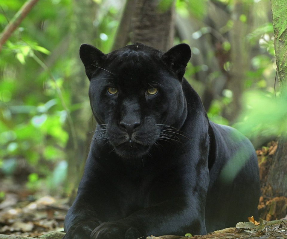 Handy-Wallpaper Tiere, Katzen, Nahansicht, Schwarzer Panther kostenlos herunterladen.