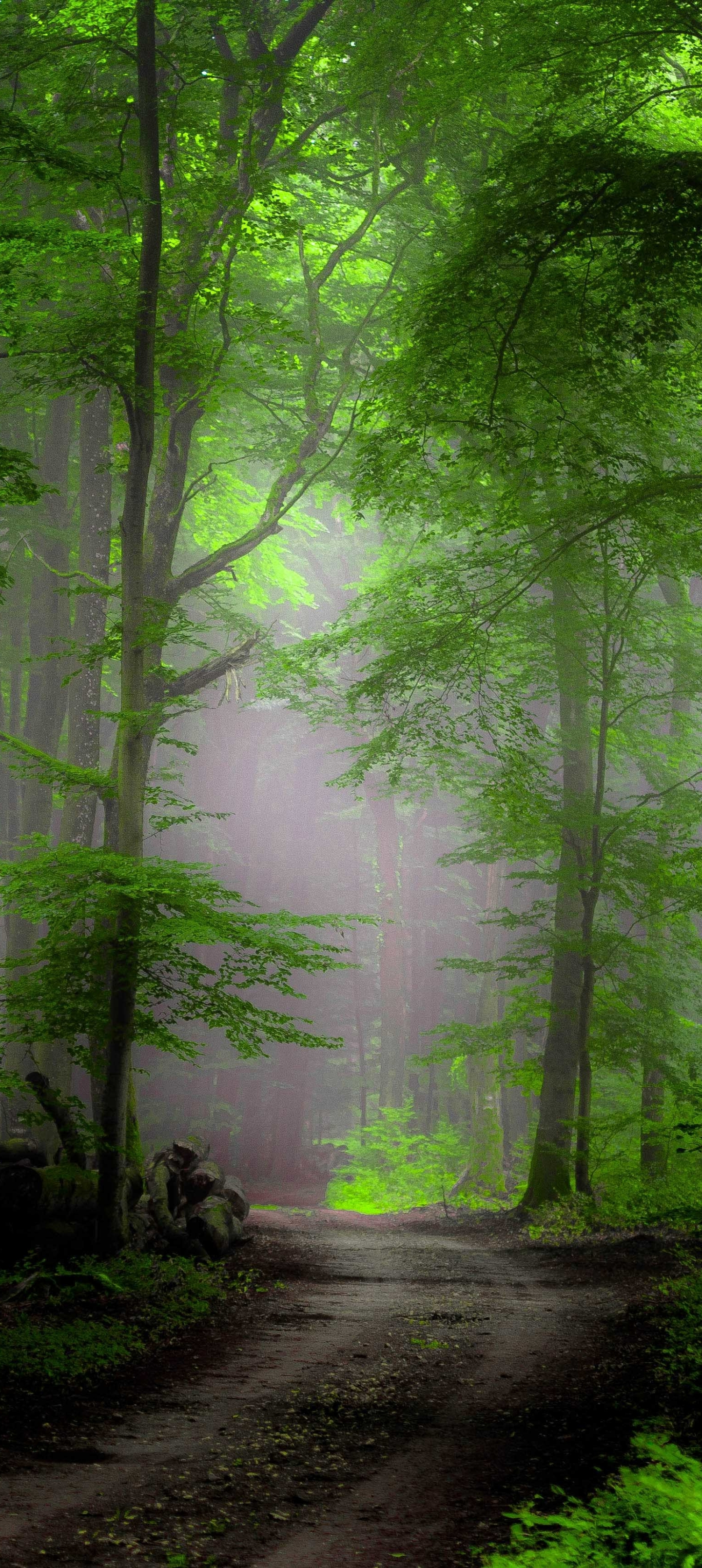 Download mobile wallpaper Forest, Earth, Path, Greenery for free.