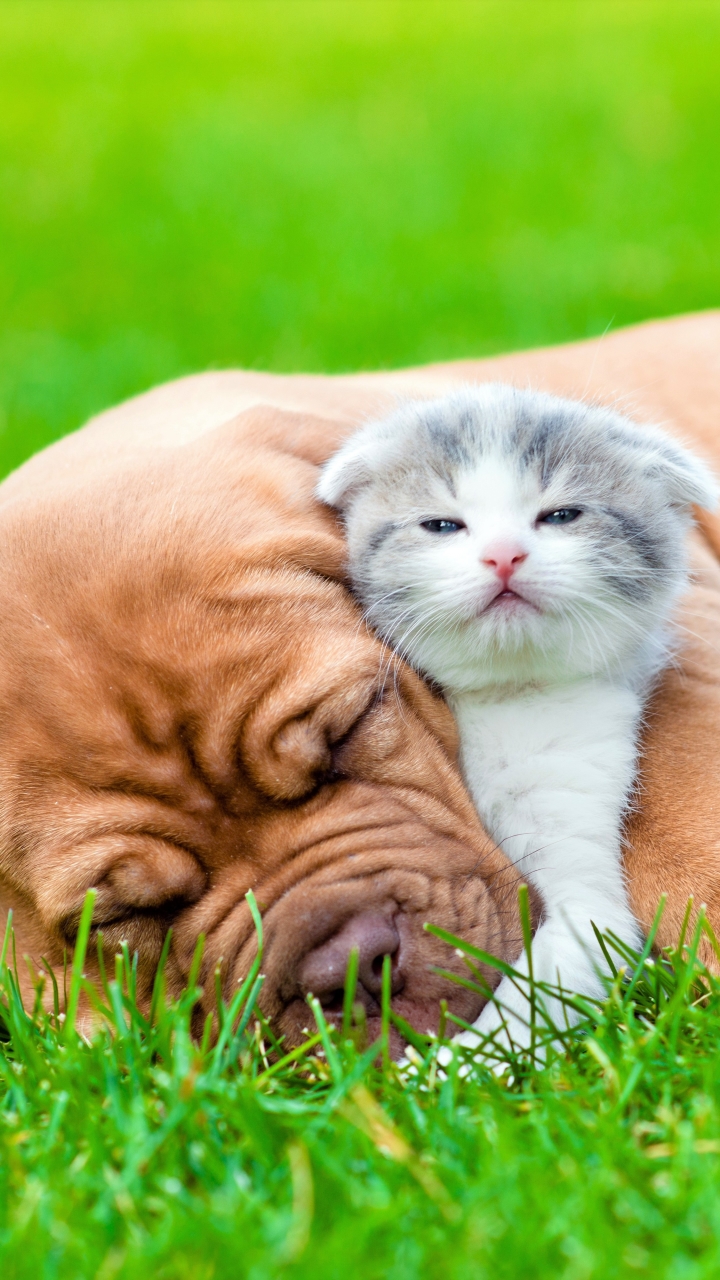 Download mobile wallpaper Love, Kitten, Dog, Animal, Puppy, Cute, Friend, Baby Animal, Cat & Dog for free.