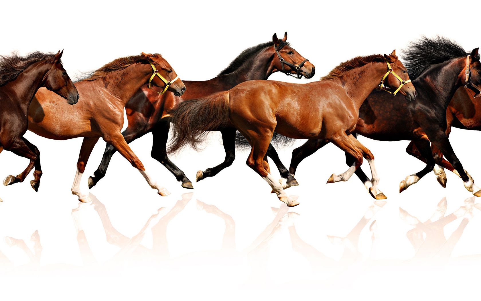 98081 скачать обои лошади, табун, животные, бежать, множество - заставки и картинки бесплатно