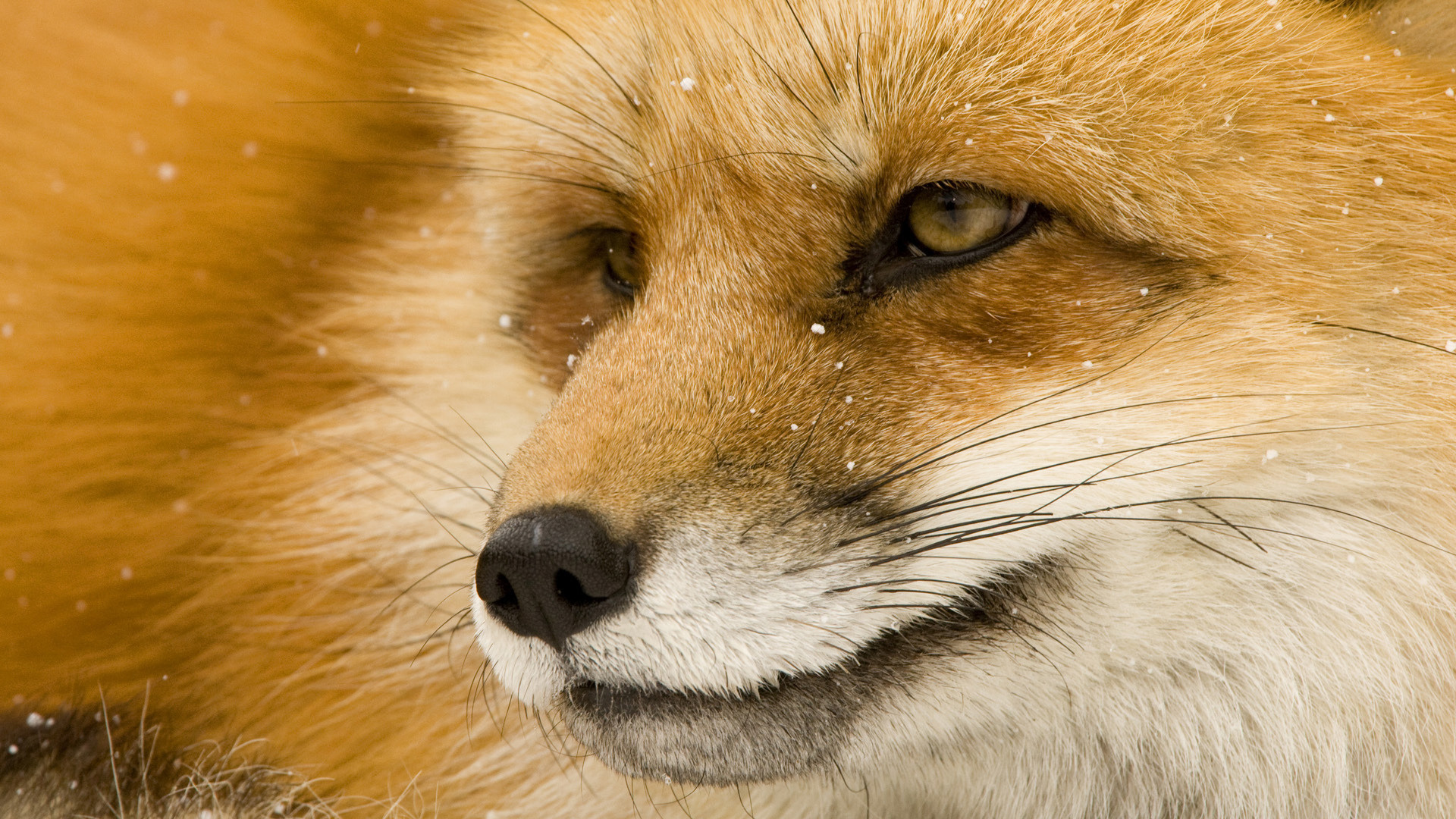 muzzle, animal, fox