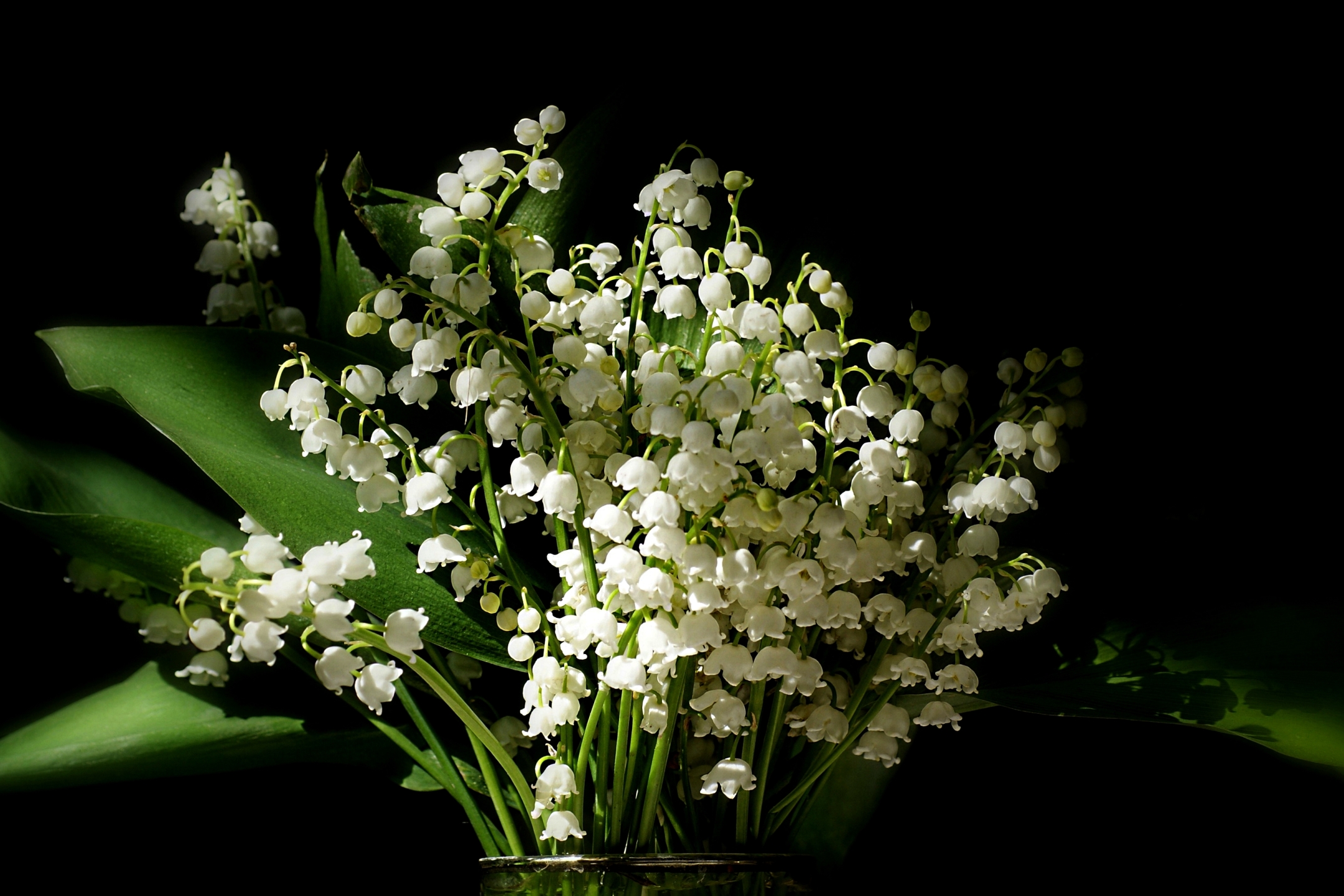 Free download wallpaper Nature, Flowers, Lily Of The Valley, Flower, Leaf, Earth on your PC desktop