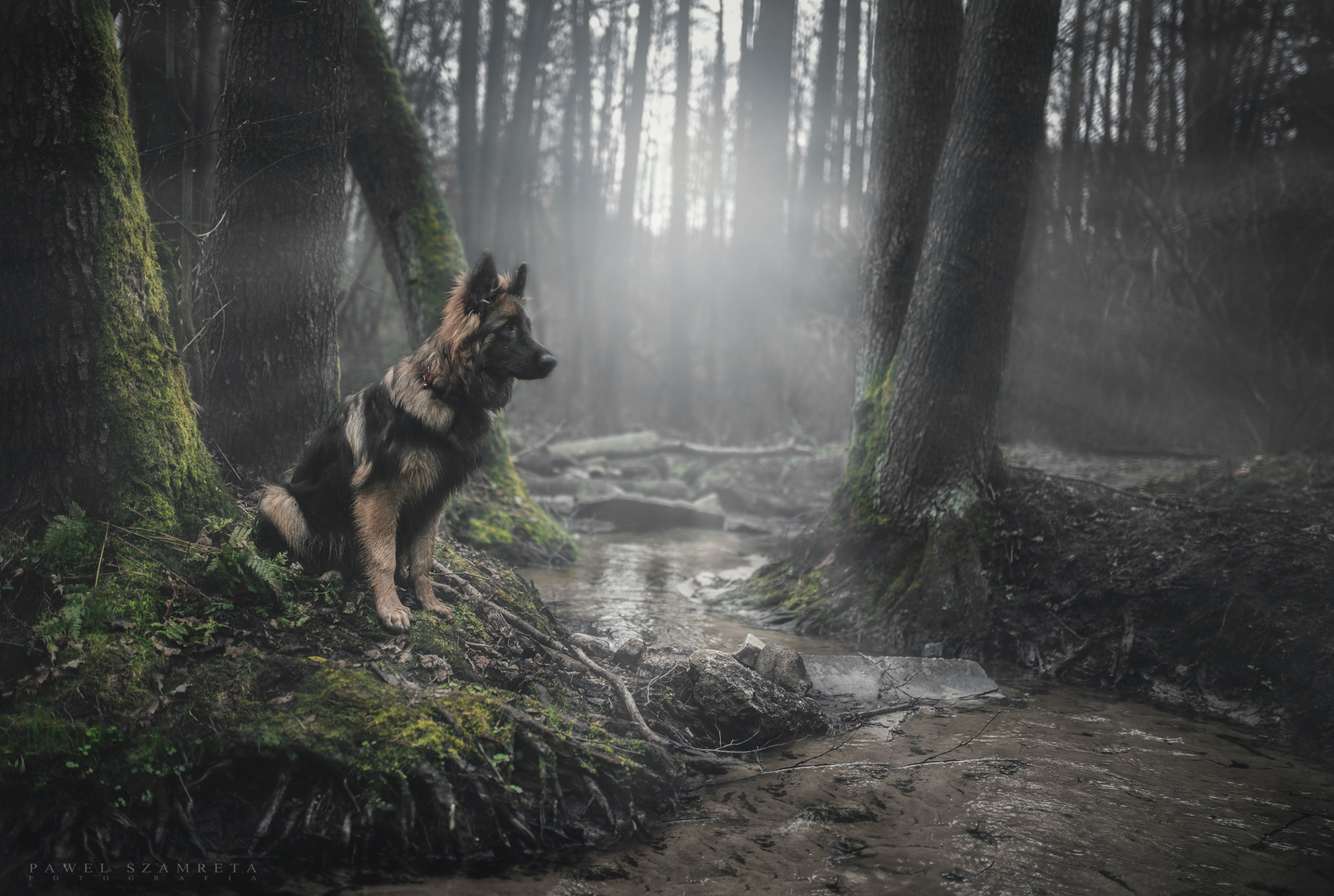 358770 descargar fondo de pantalla pastor alemán, animales, perro, bosque, chorro, rayo de sol, perros: protectores de pantalla e imágenes gratis