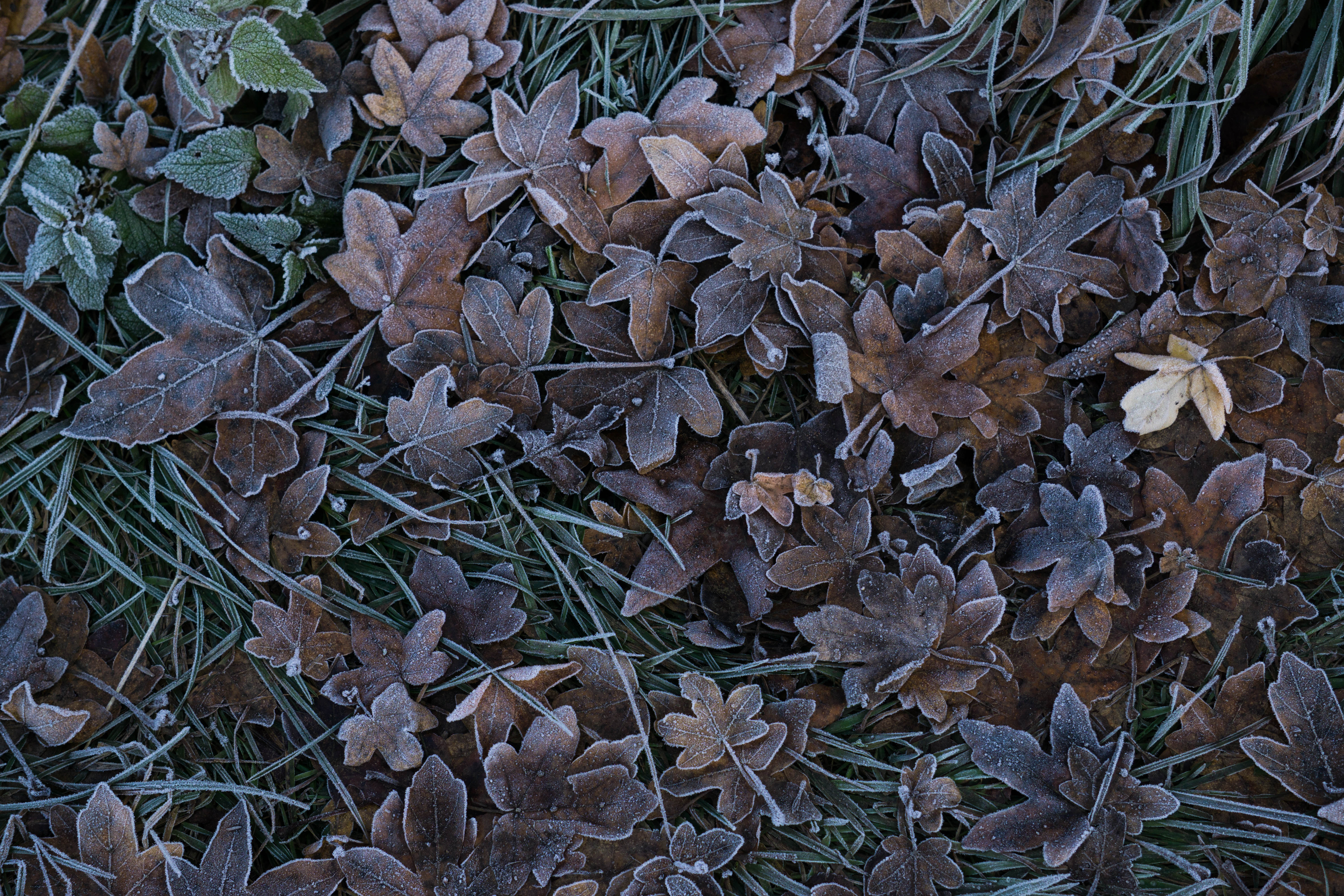 Download mobile wallpaper Grass, Frost, Hoarfrost, Leaves, Nature for free.
