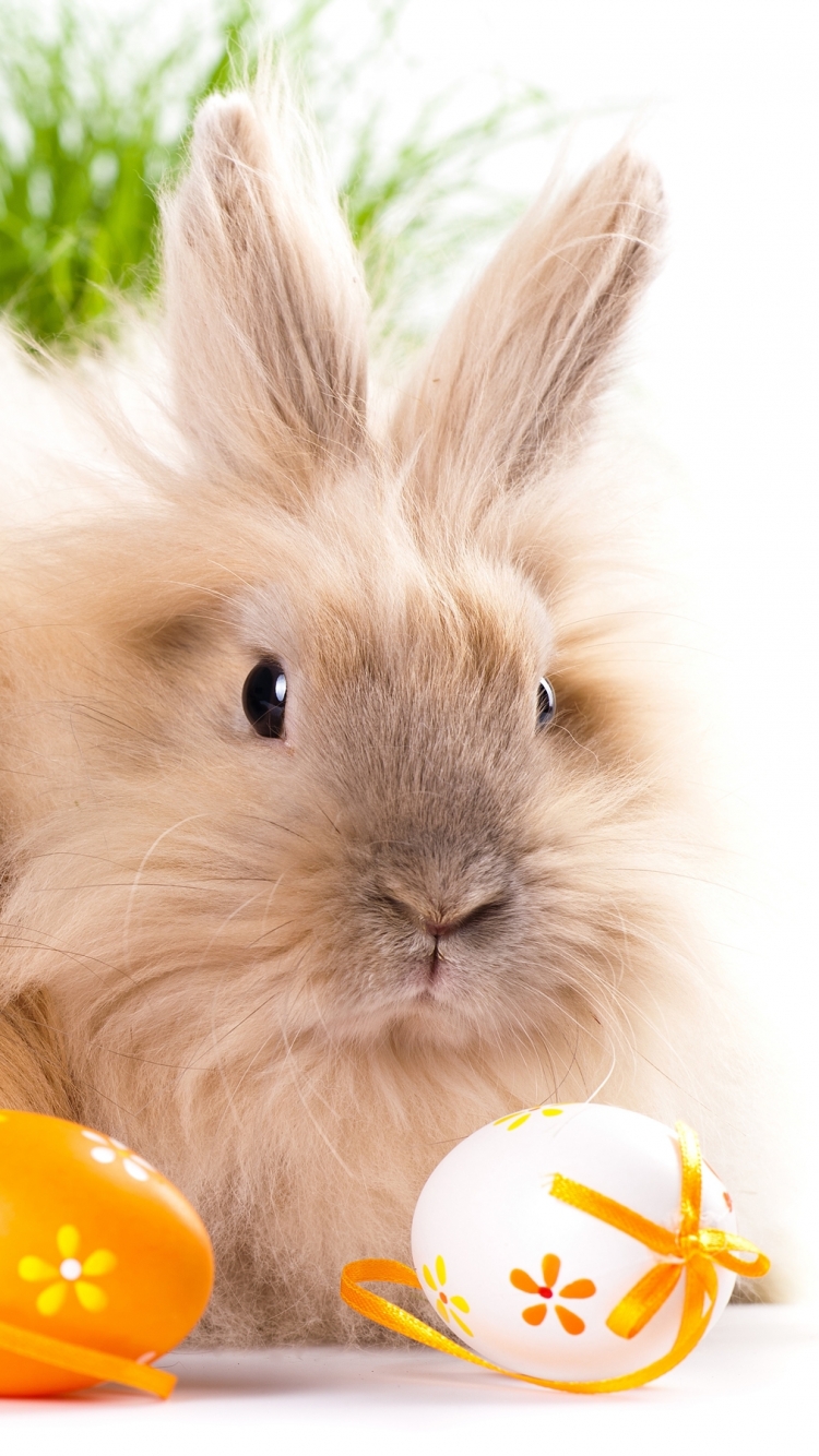 無料モバイル壁紙動物, うさぎをダウンロードします。