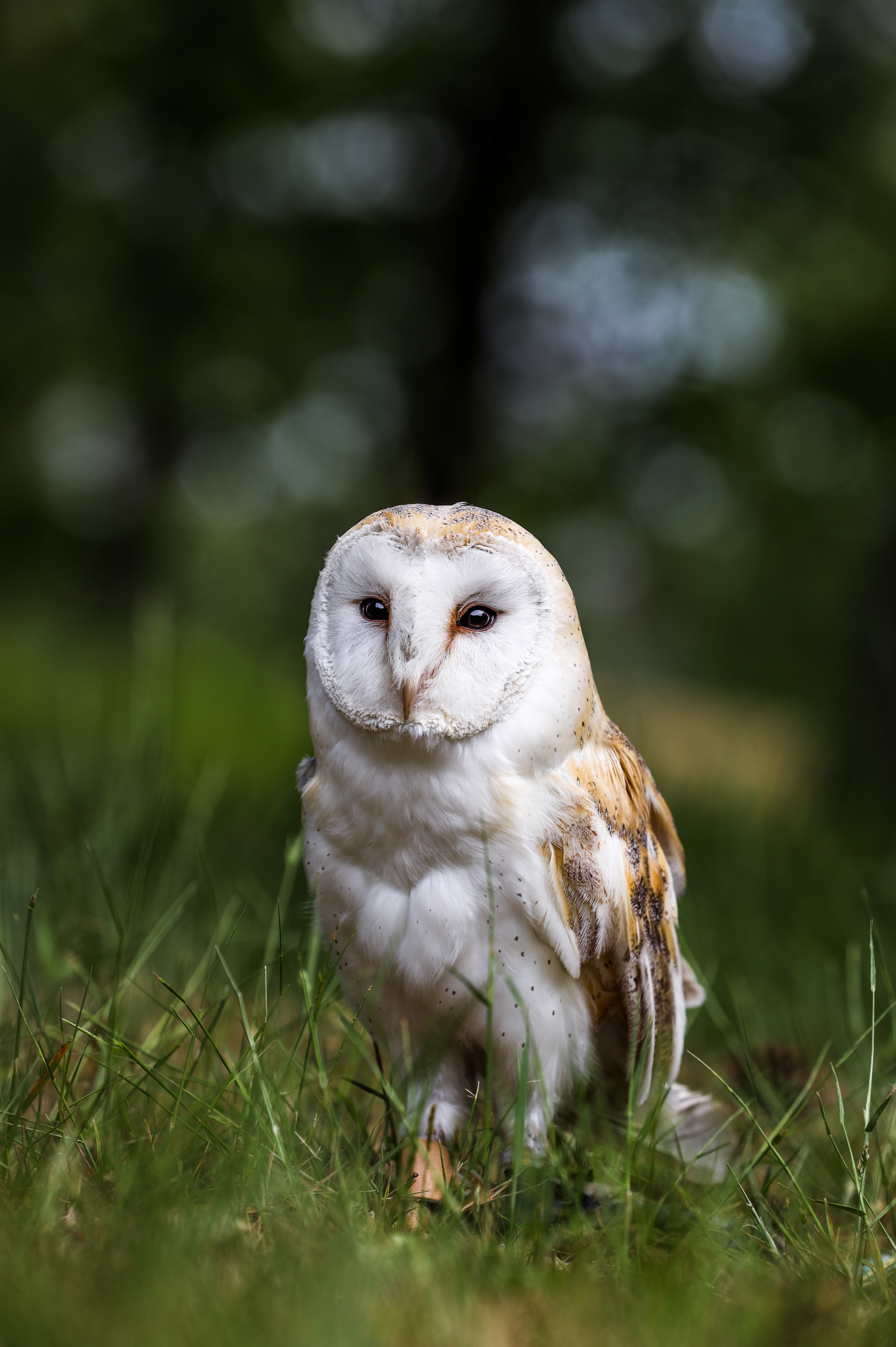 owl, wildlife, animals, bird, predator, sight, opinion, feathered phone background