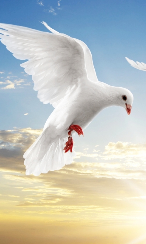 Download mobile wallpaper Birds, Animal, Dove for free.