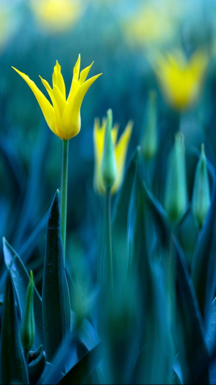 Descarga gratuita de fondo de pantalla para móvil de Flores, Flor, Tierra/naturaleza.