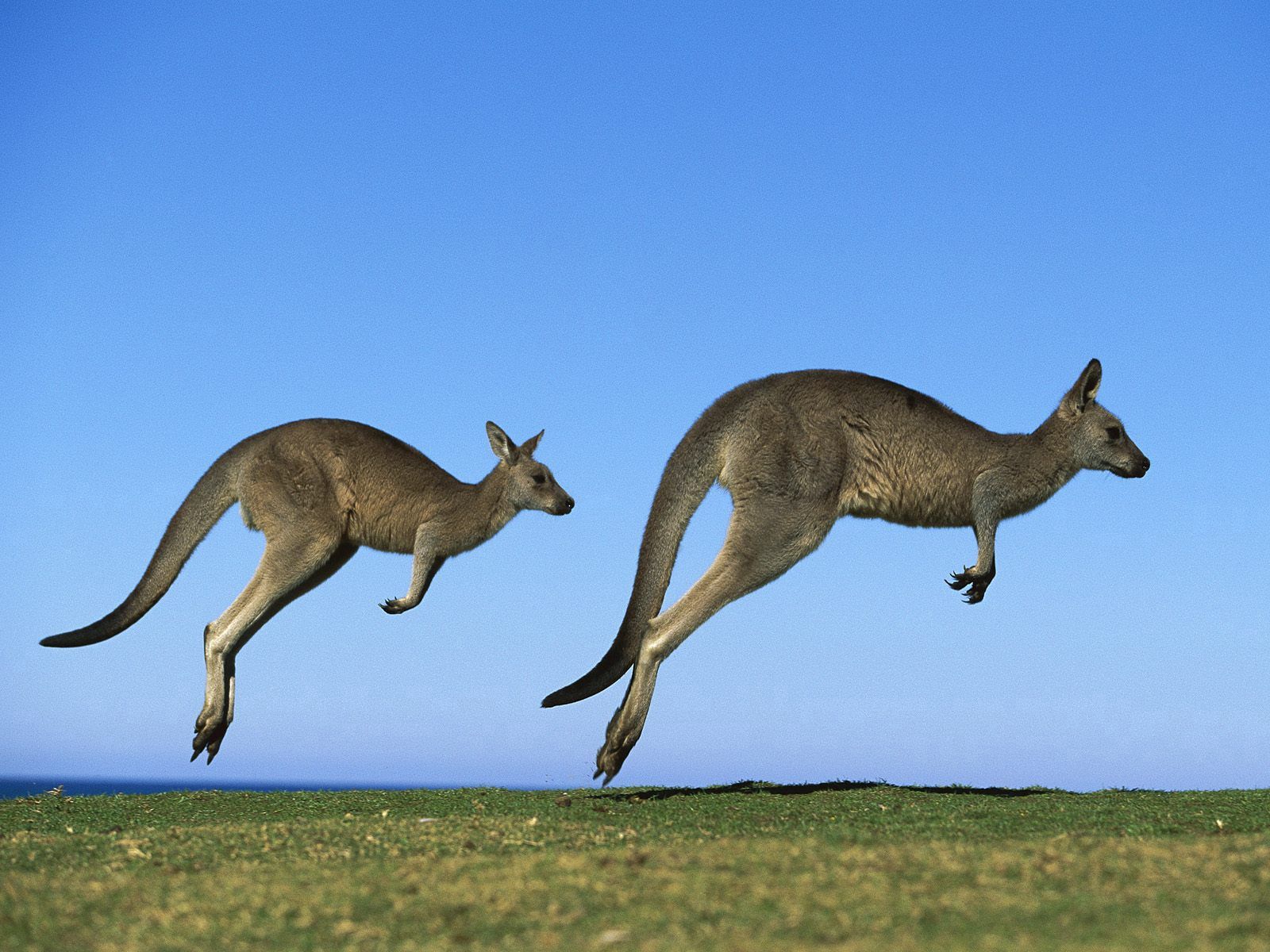 Laden Sie das Grass, Sky, Kangaroo, Paar, Springen, Prallen, Tiere, Feld-Bild kostenlos auf Ihren PC-Desktop herunter