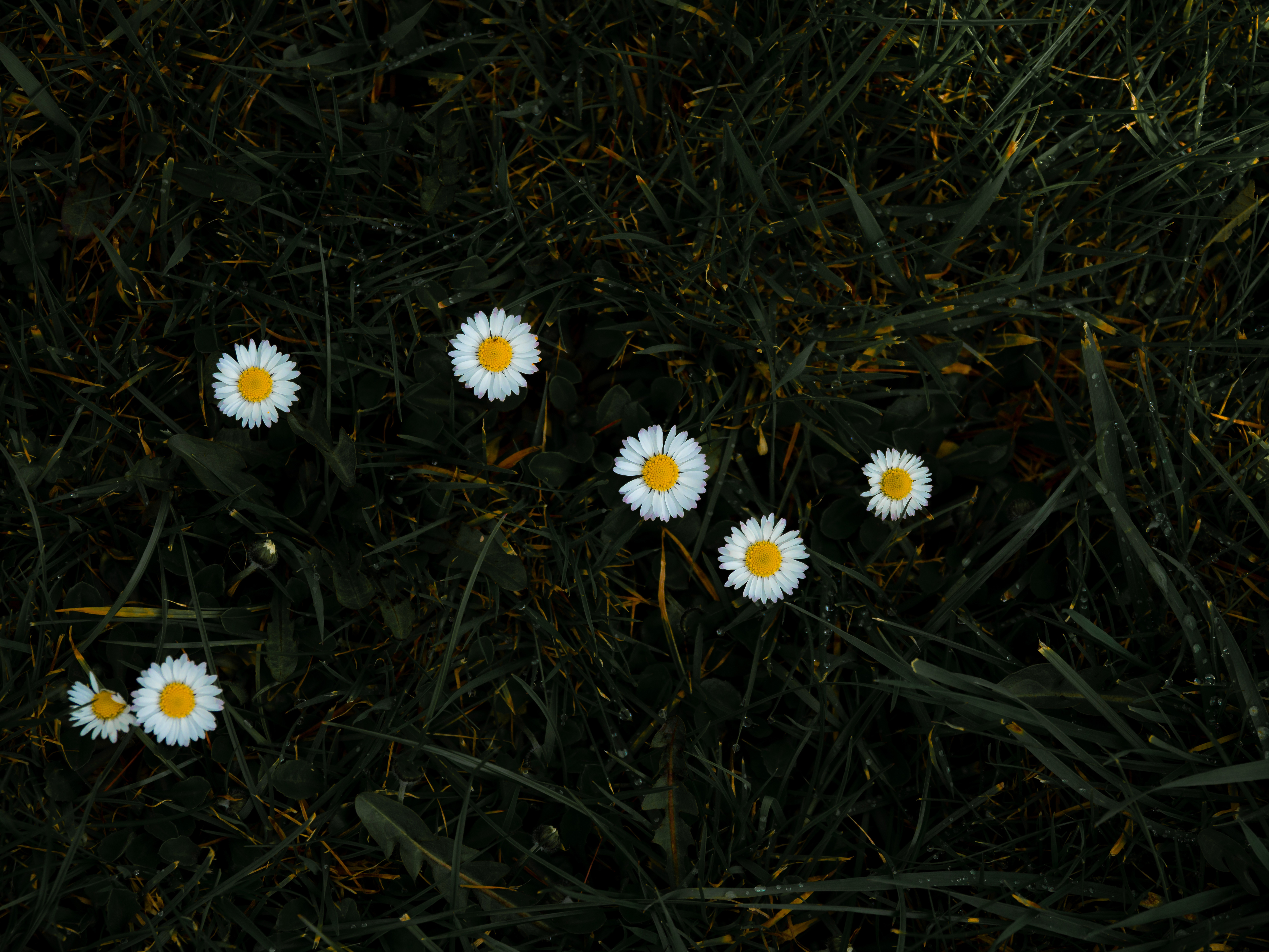 Flowering Desktop Background Image
