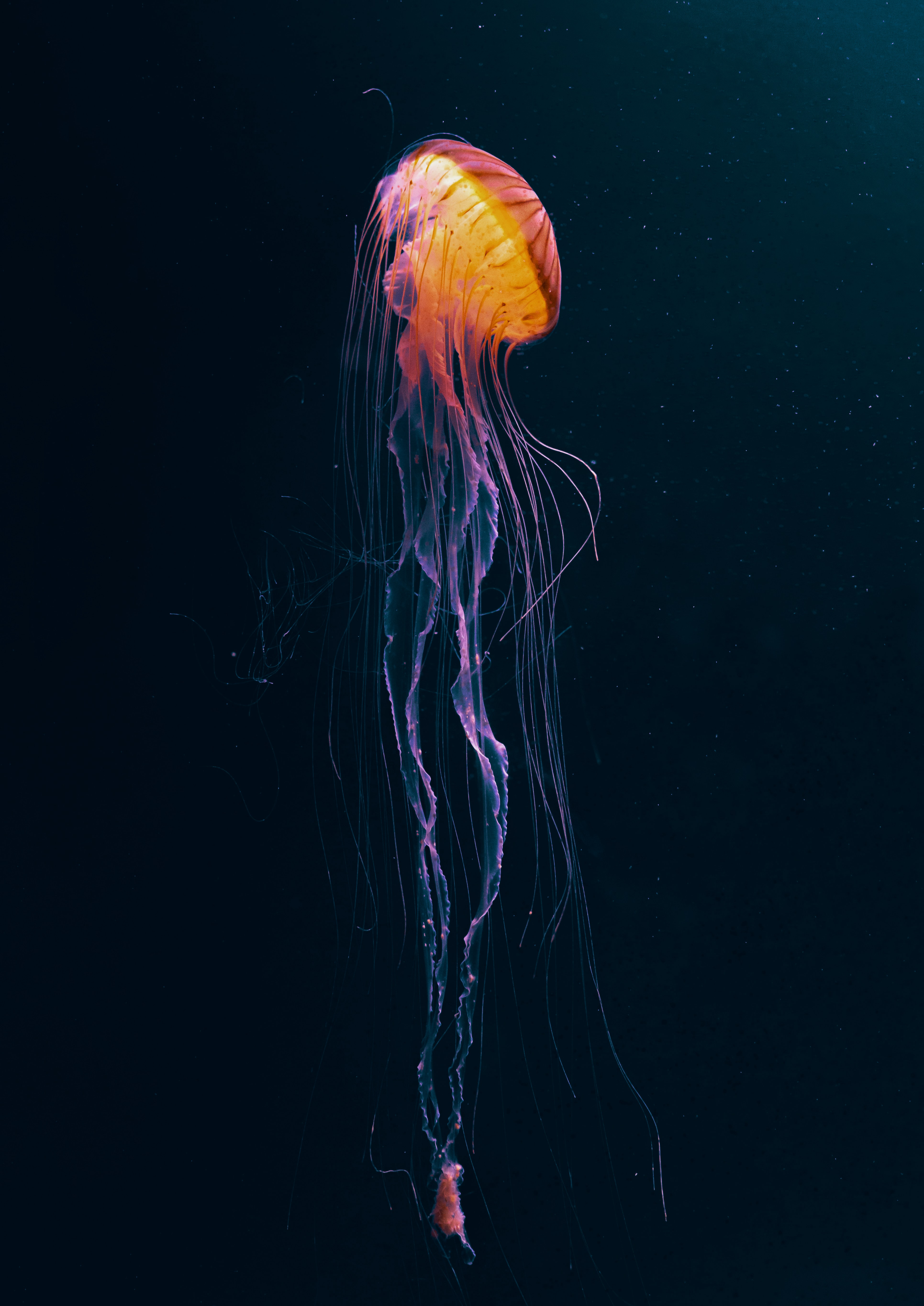 jellyfish, tentacles, dark, animals, animal, underwater world