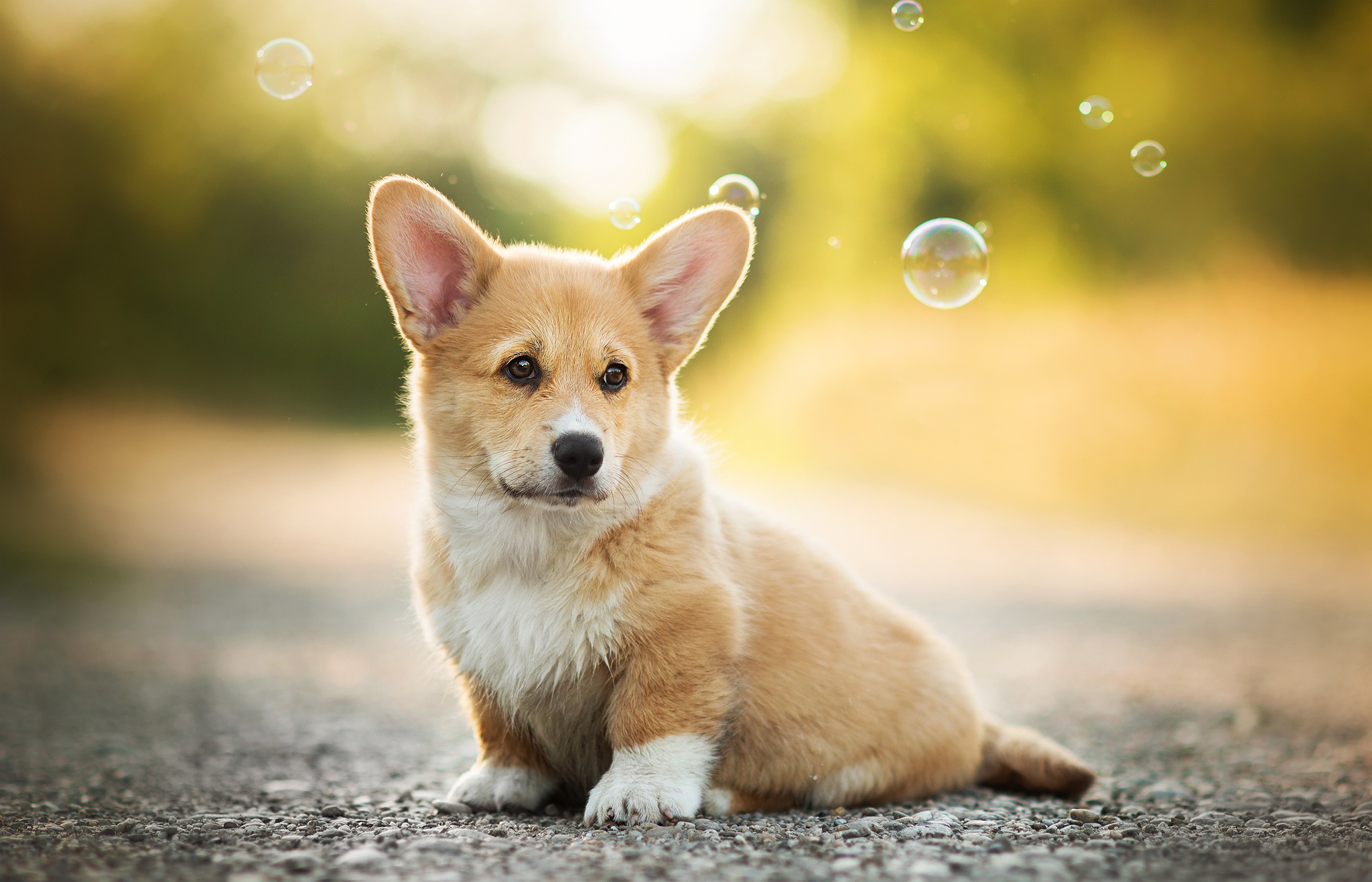Laden Sie das Tiere, Hunde, Hund, Welpen, Seifenblase, Corgi, Tierbaby, Tiefenschärfe-Bild kostenlos auf Ihren PC-Desktop herunter
