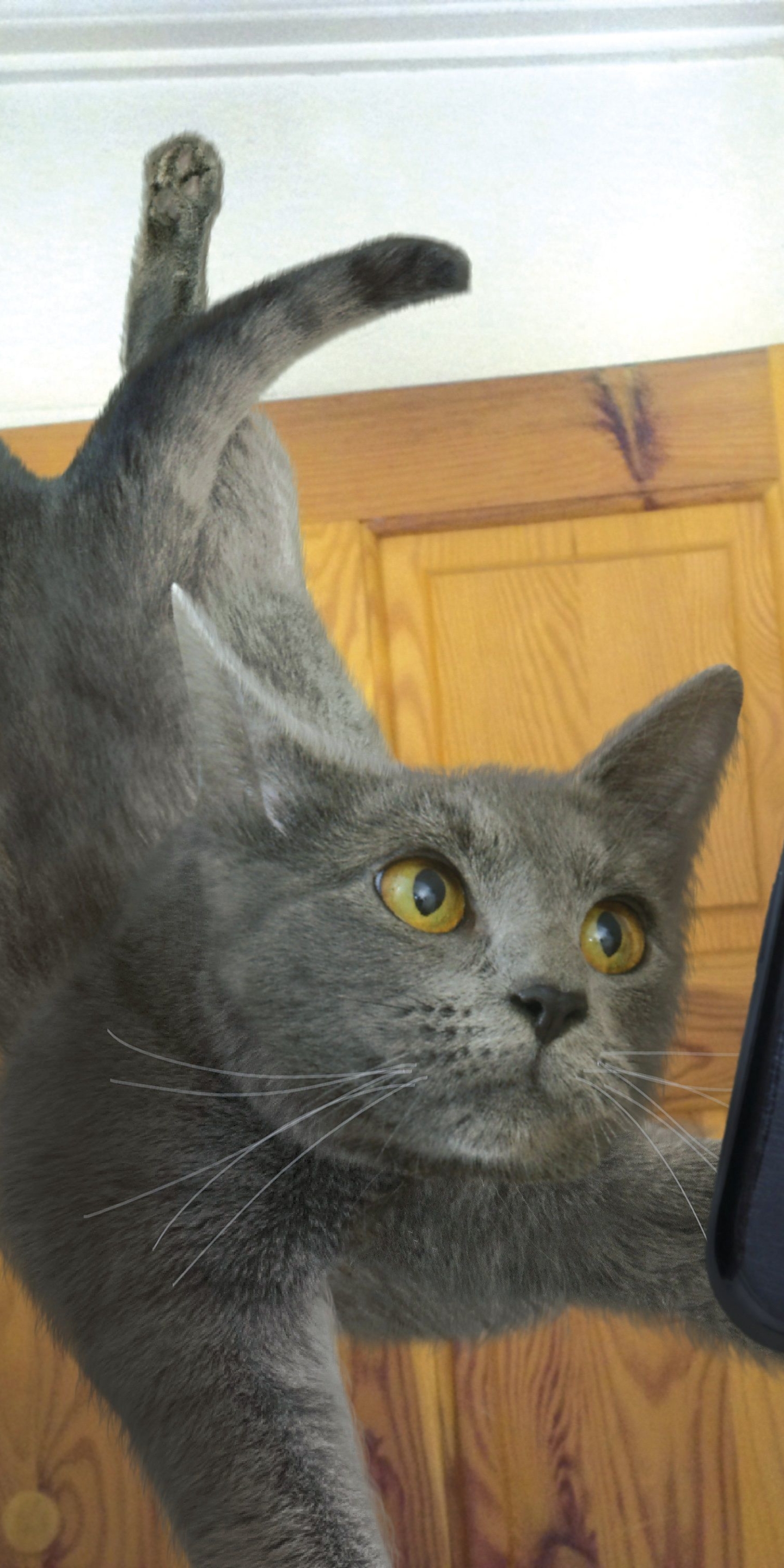 PCデスクトップにネコ, 猫, ユーモア, 自撮り画像を無料でダウンロード