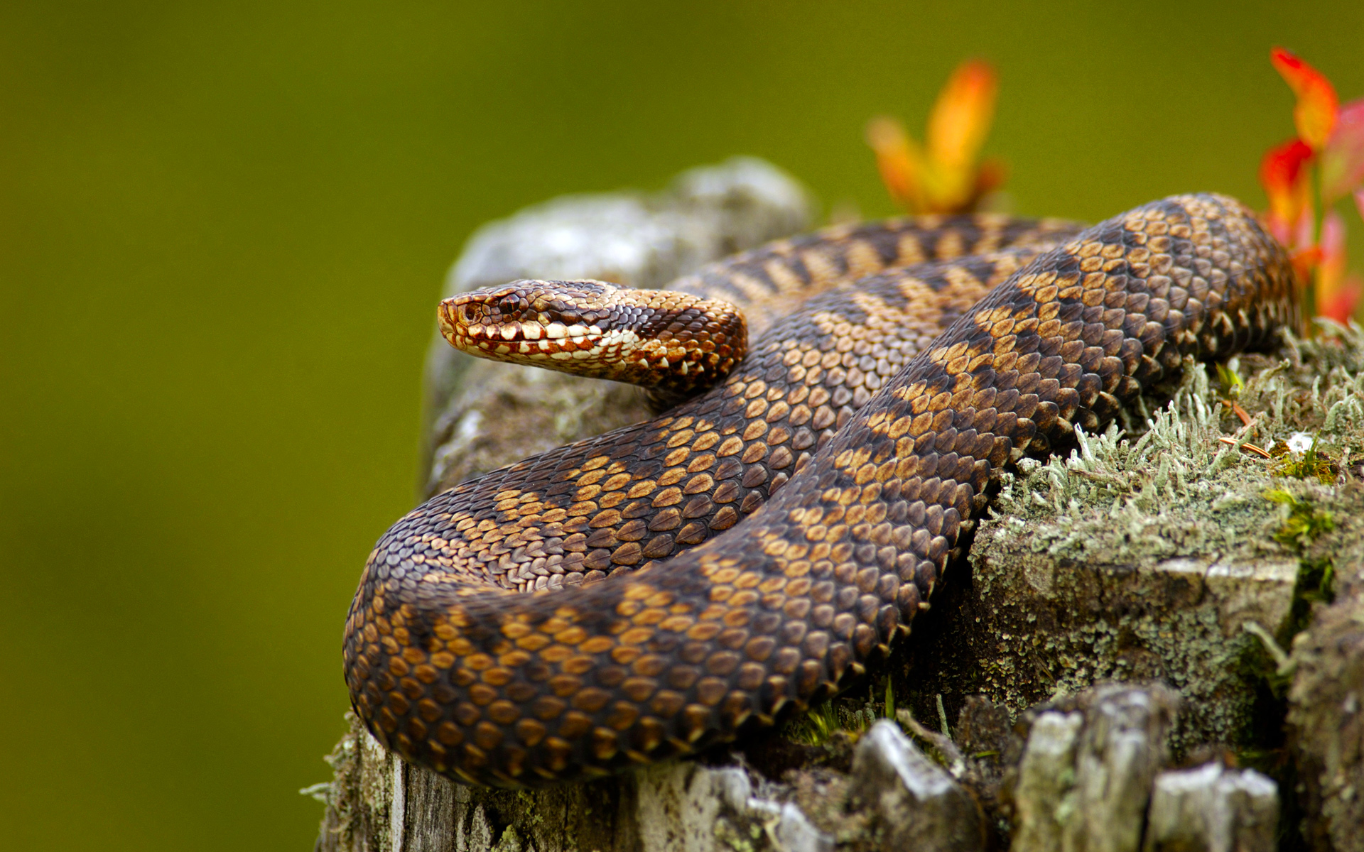 Handy-Wallpaper Tiere, Schlange, Reptilien kostenlos herunterladen.