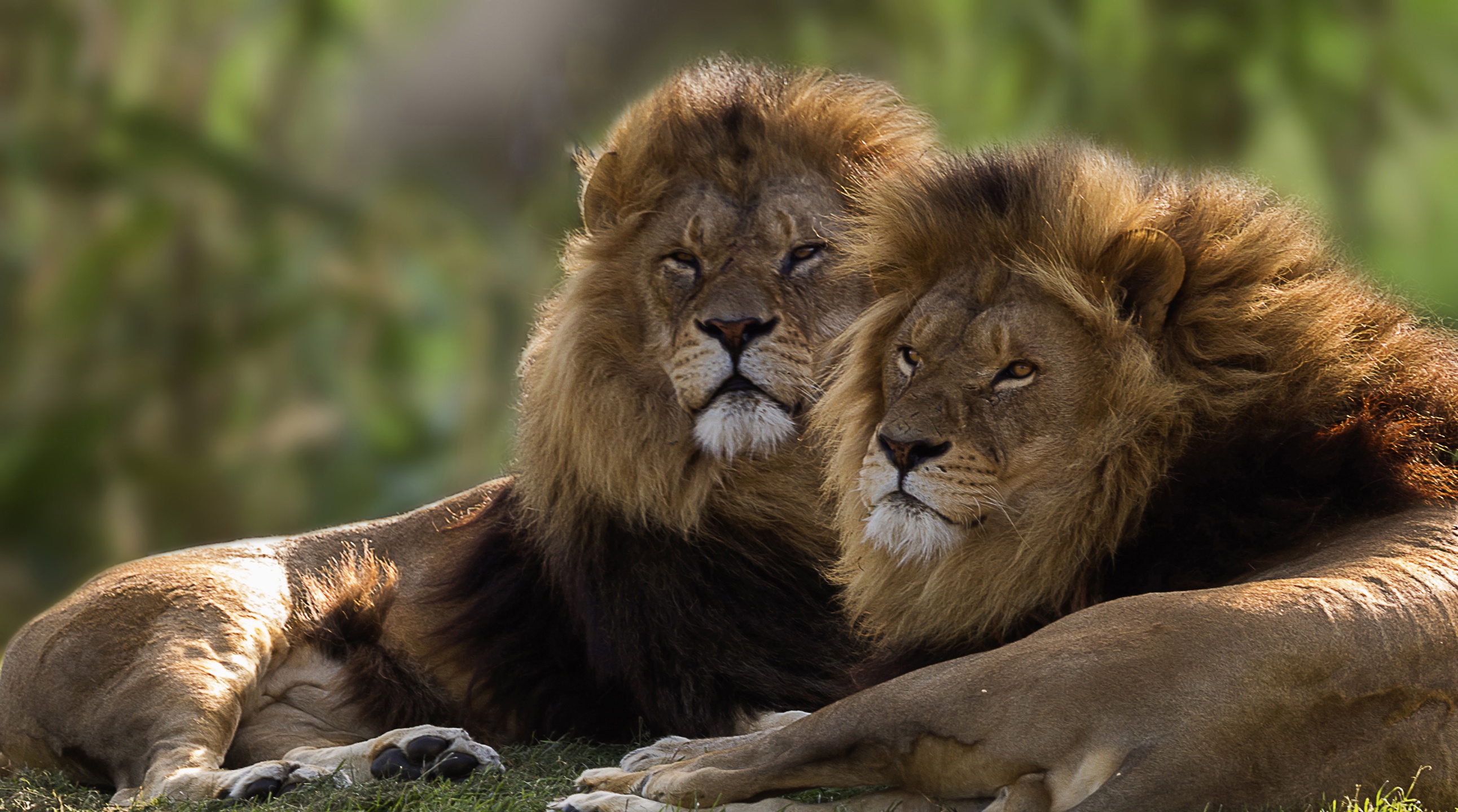 PCデスクトップに動物, ライオン, 猫, 休憩中画像を無料でダウンロード