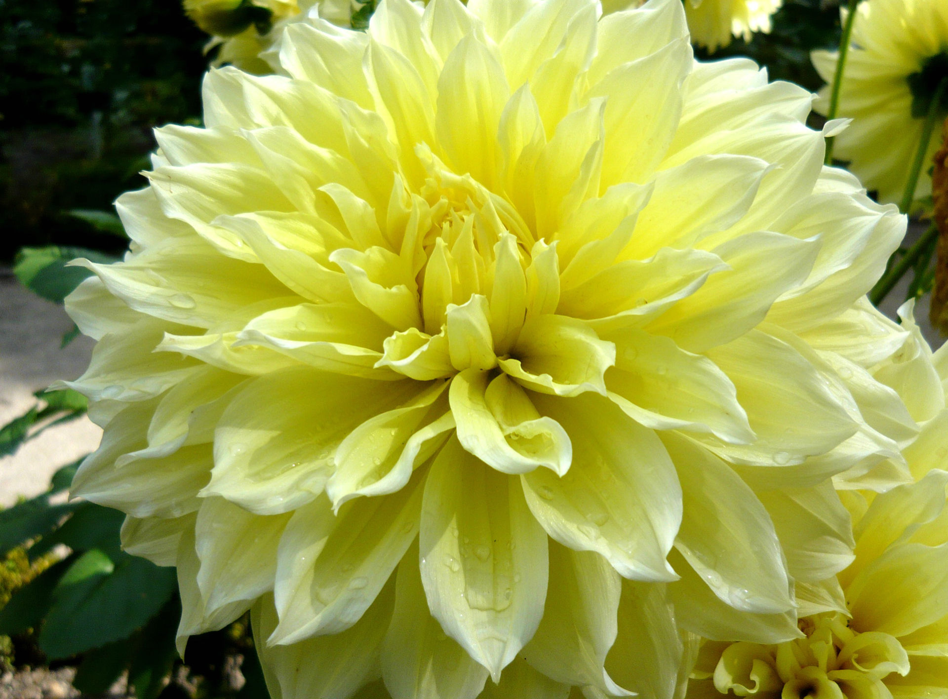 Téléchargez gratuitement l'image Fleurs, Fleur, Terre/nature sur le bureau de votre PC