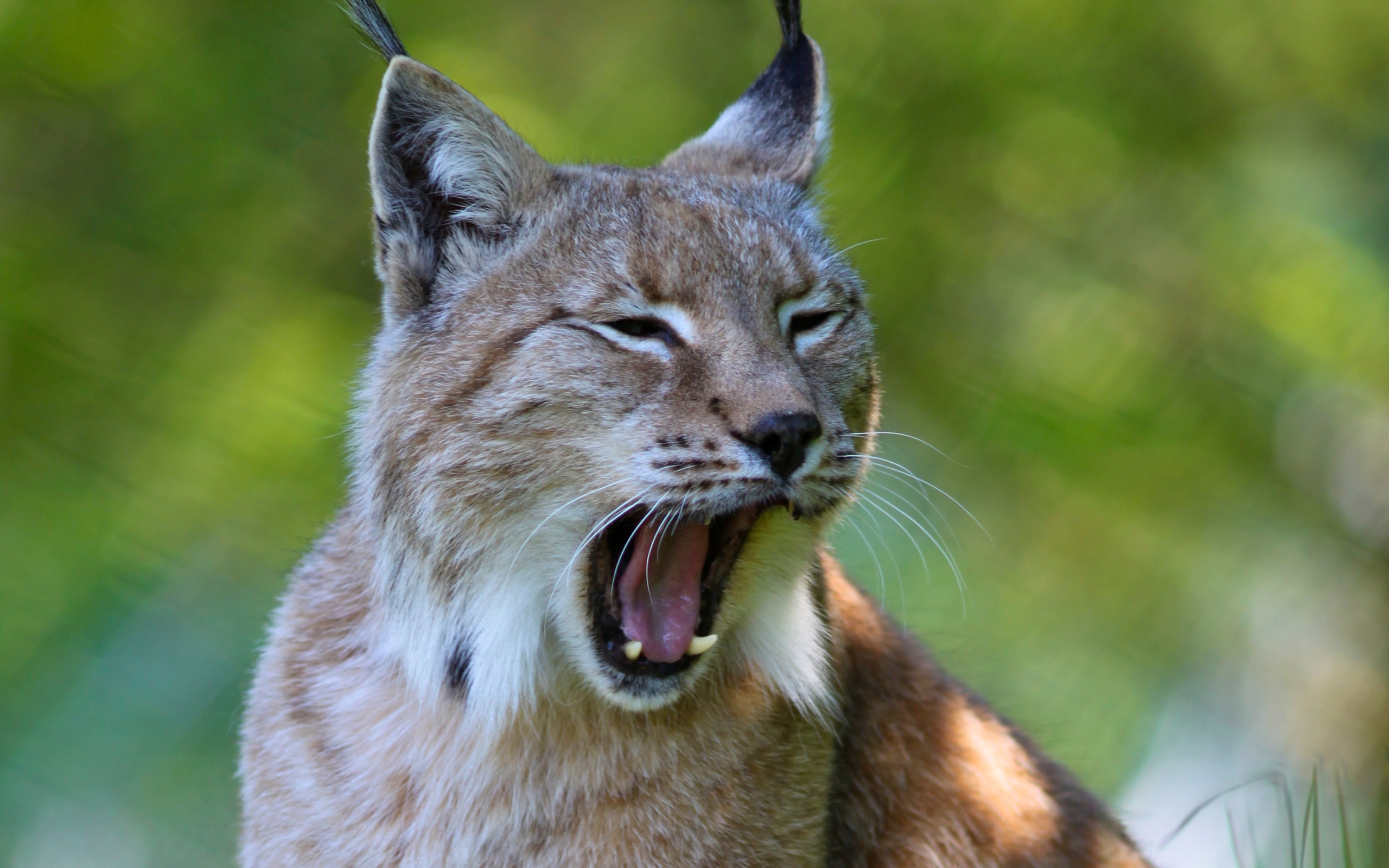 Téléchargez des papiers peints mobile Animaux, Chats, Lynx gratuitement.