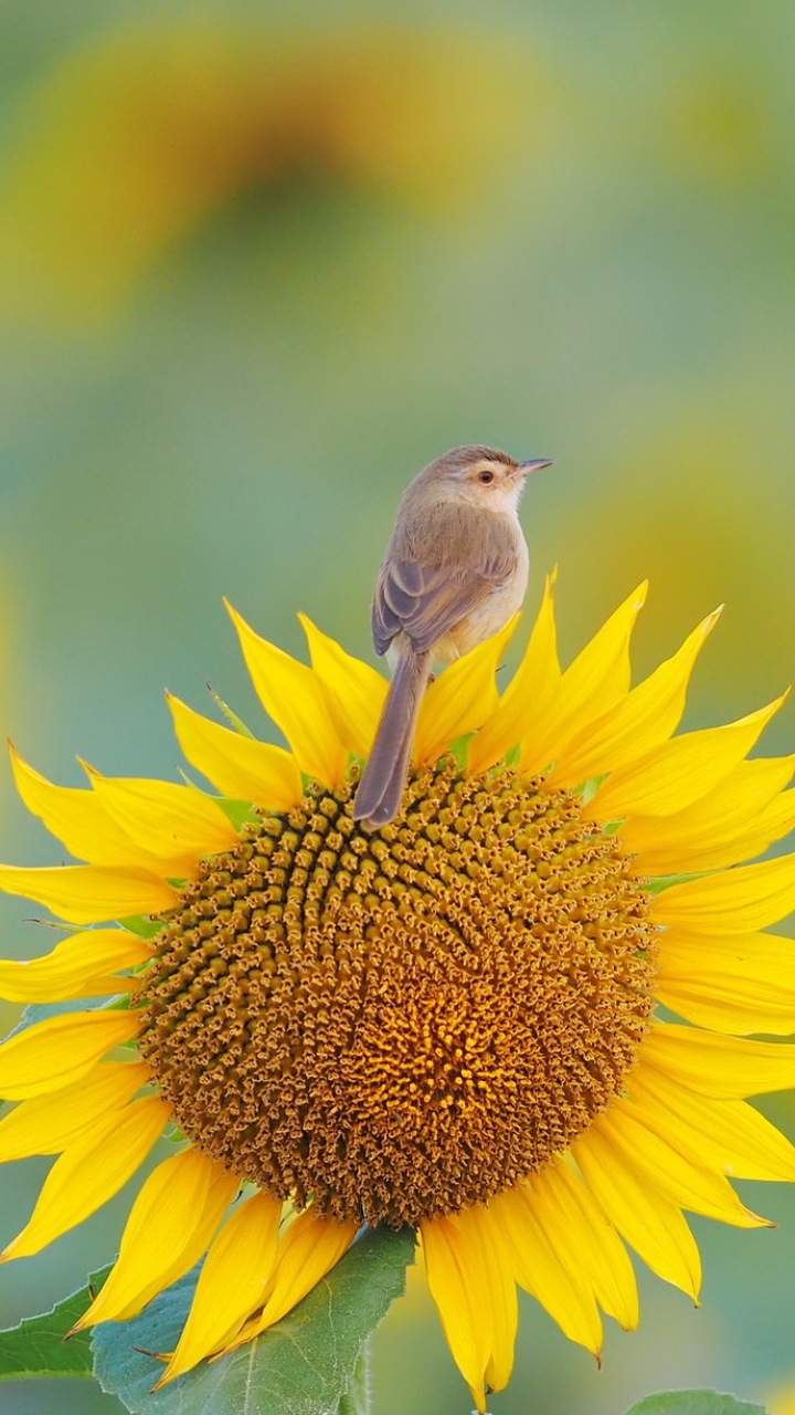 無料モバイル壁紙動物, 鳥, ひまわり, 花, ウグイスをダウンロードします。