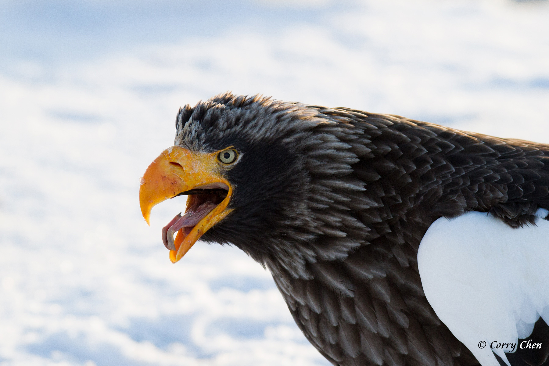 Laden Sie das Tiere, Vögel, Adler, Raubvogel, Stellers Seeadler-Bild kostenlos auf Ihren PC-Desktop herunter