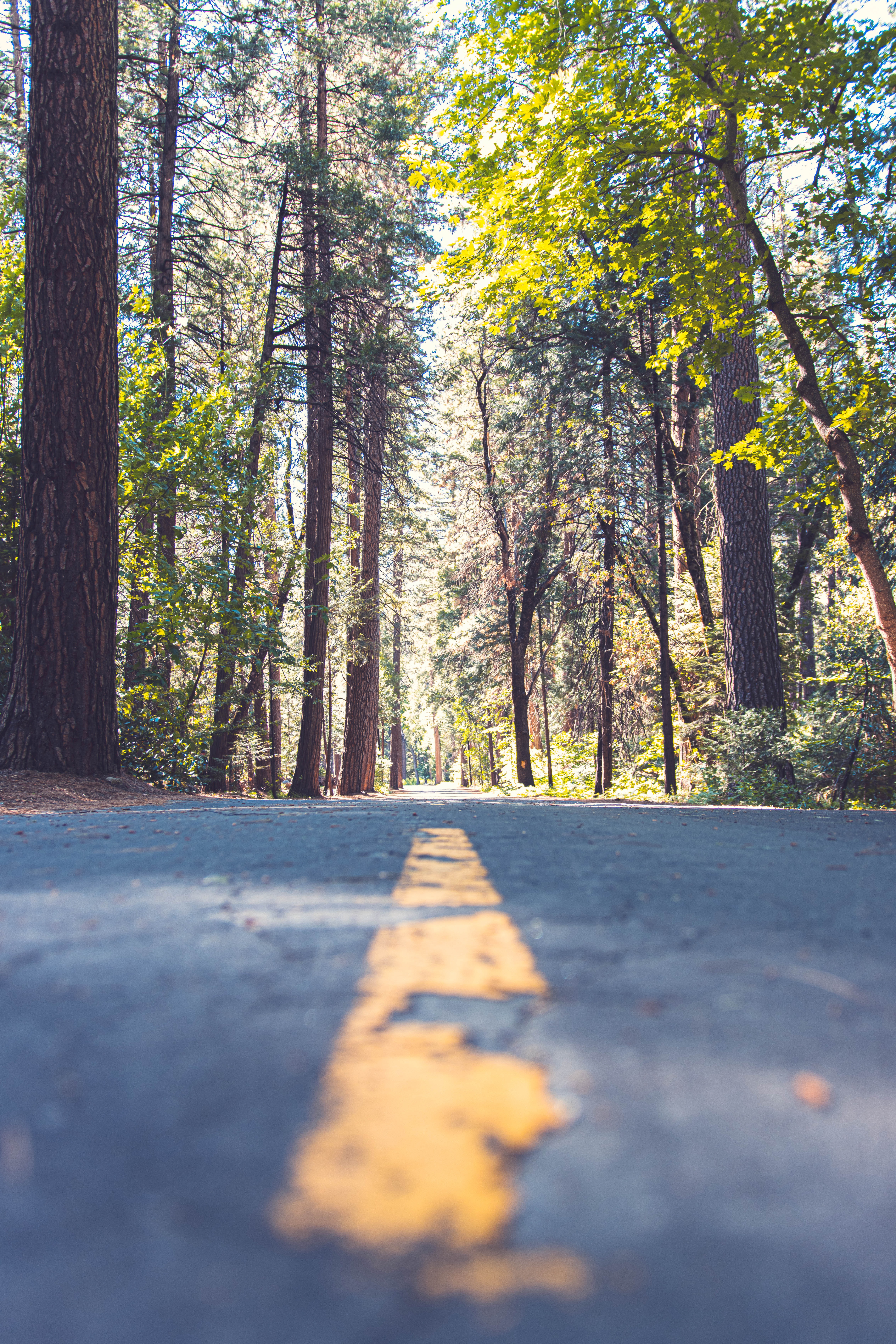 Download mobile wallpaper Alley, Markup, Trees, Road, Nature for free.