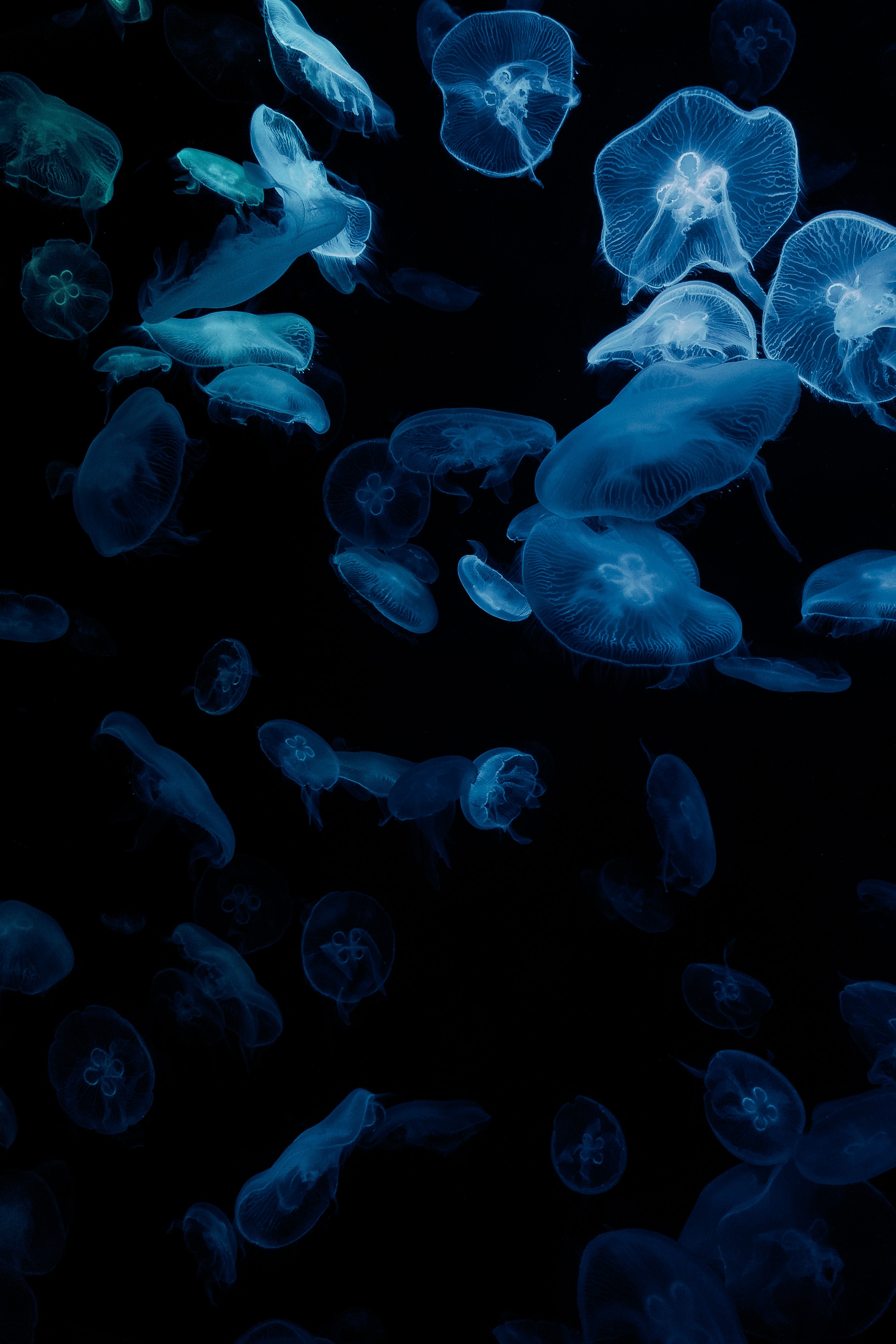 black, jellyfish, aquarium, glow, dark, aesthetics