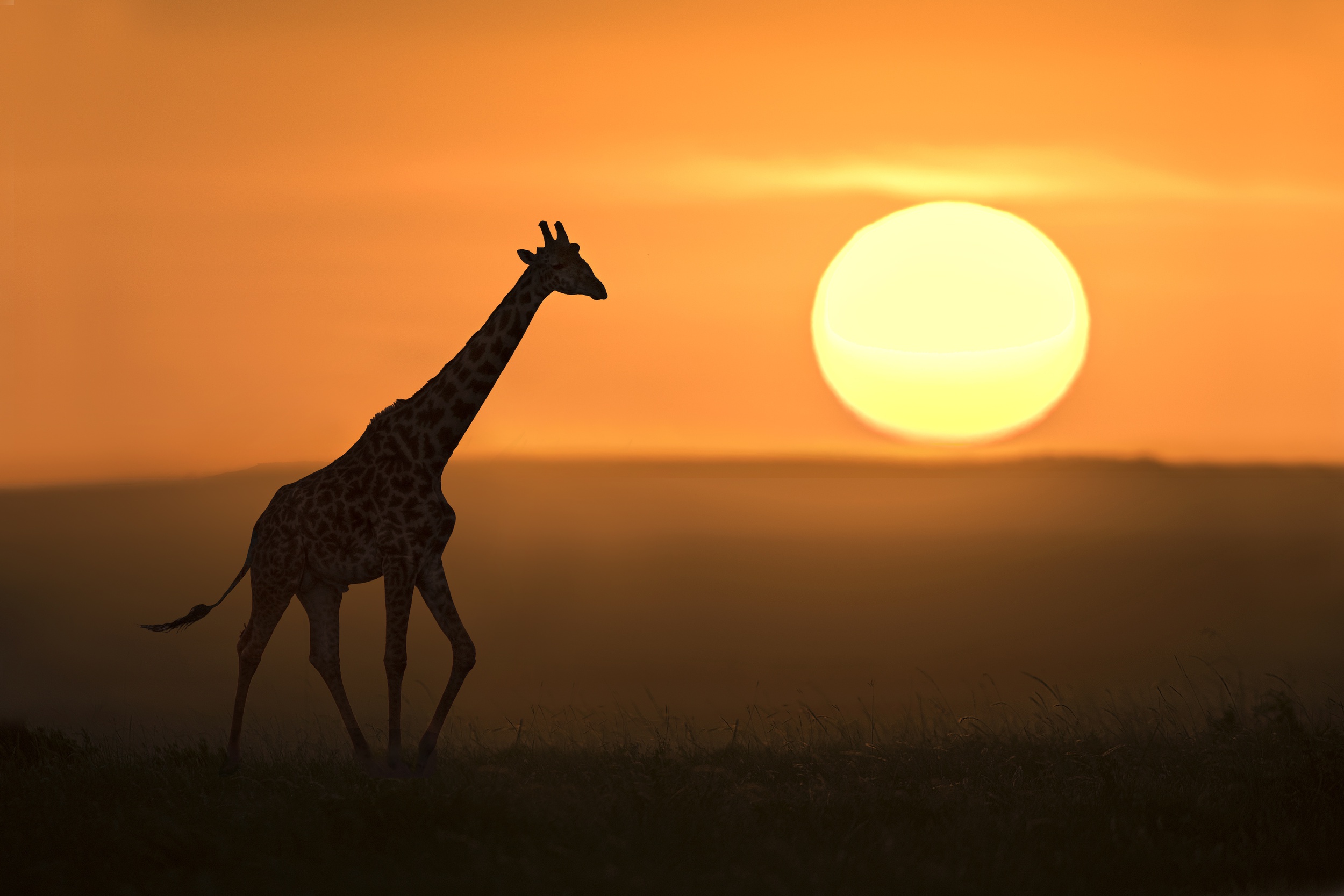 Download mobile wallpaper Sunset, Sun, Silhouette, Animal, Giraffe for free.