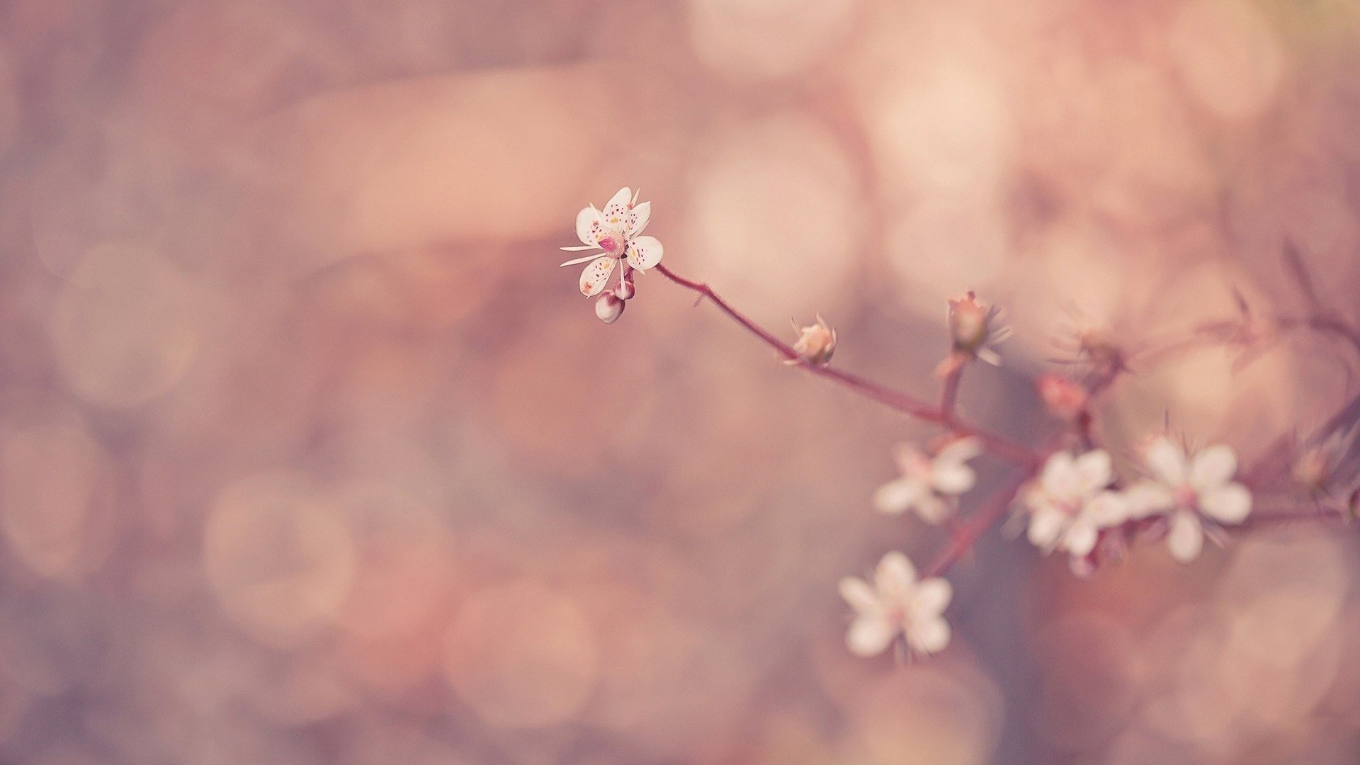 Baixe gratuitamente a imagem Flores, Flor, Floração, Primavera, Terra/natureza na área de trabalho do seu PC