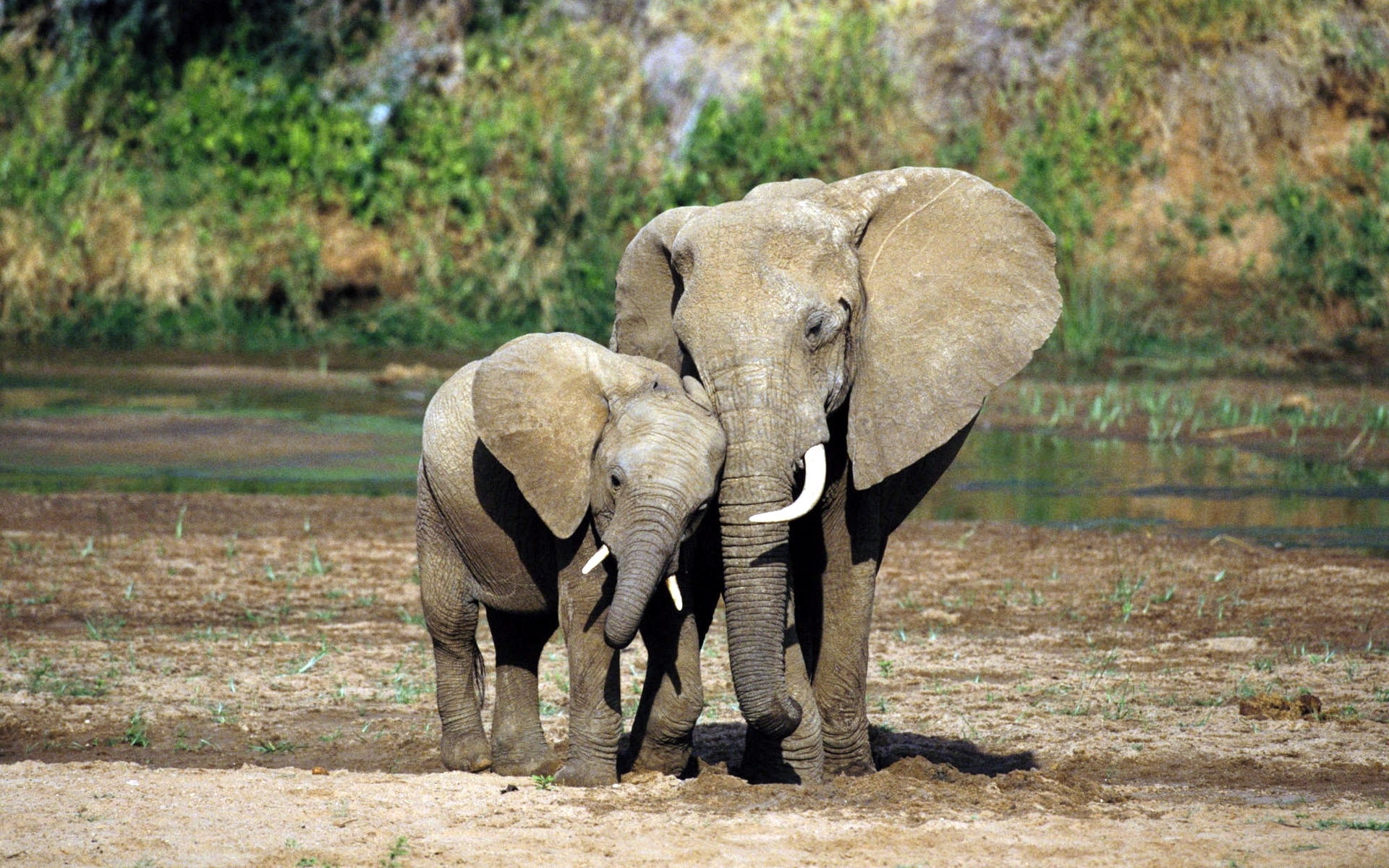 Elephants HD download for free
