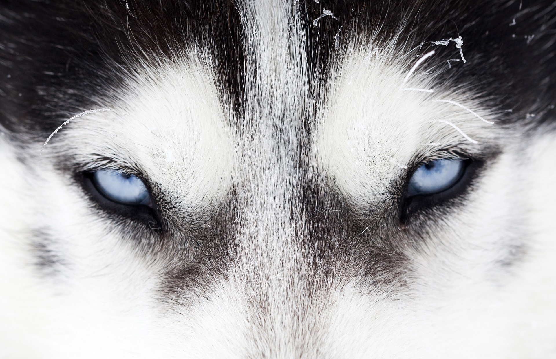 siberian husky, eye, animal, close up, dog, dogs