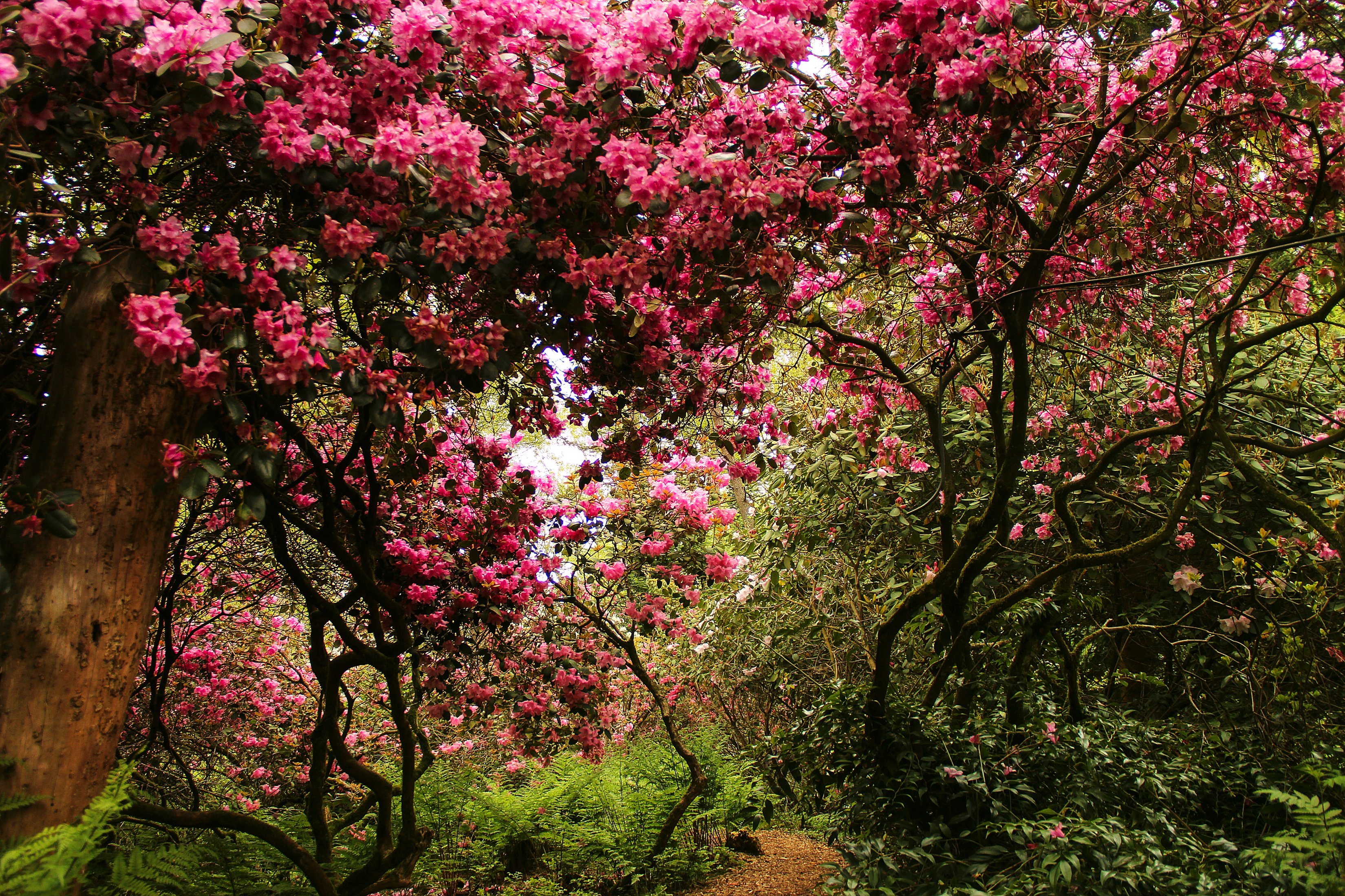 Descarga gratuita de fondo de pantalla para móvil de Flor, Flor Rosa, Parque, Árbol, Florecer, Suiza, Fotografía.