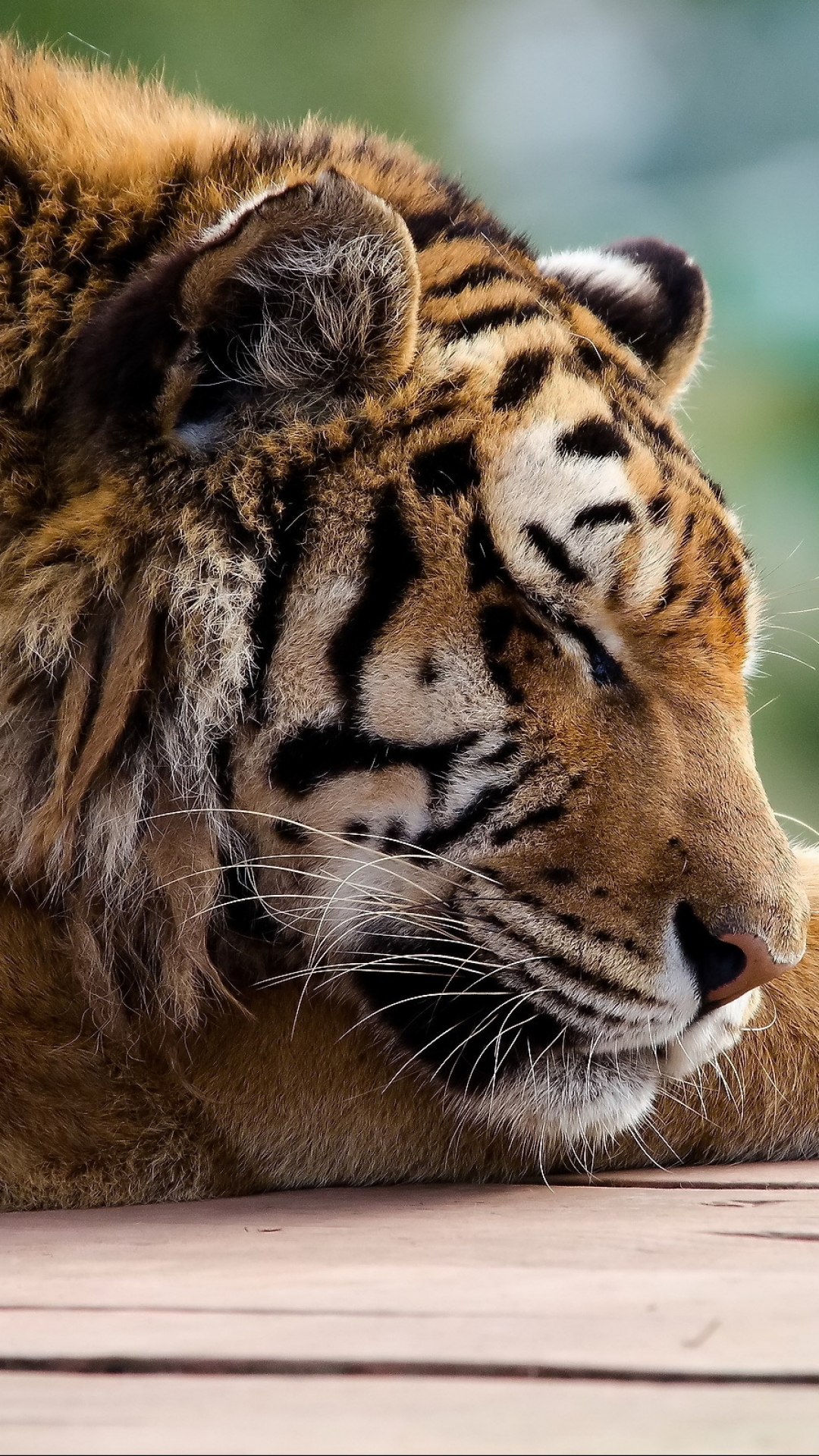 Download mobile wallpaper Cats, Tiger, Animal for free.