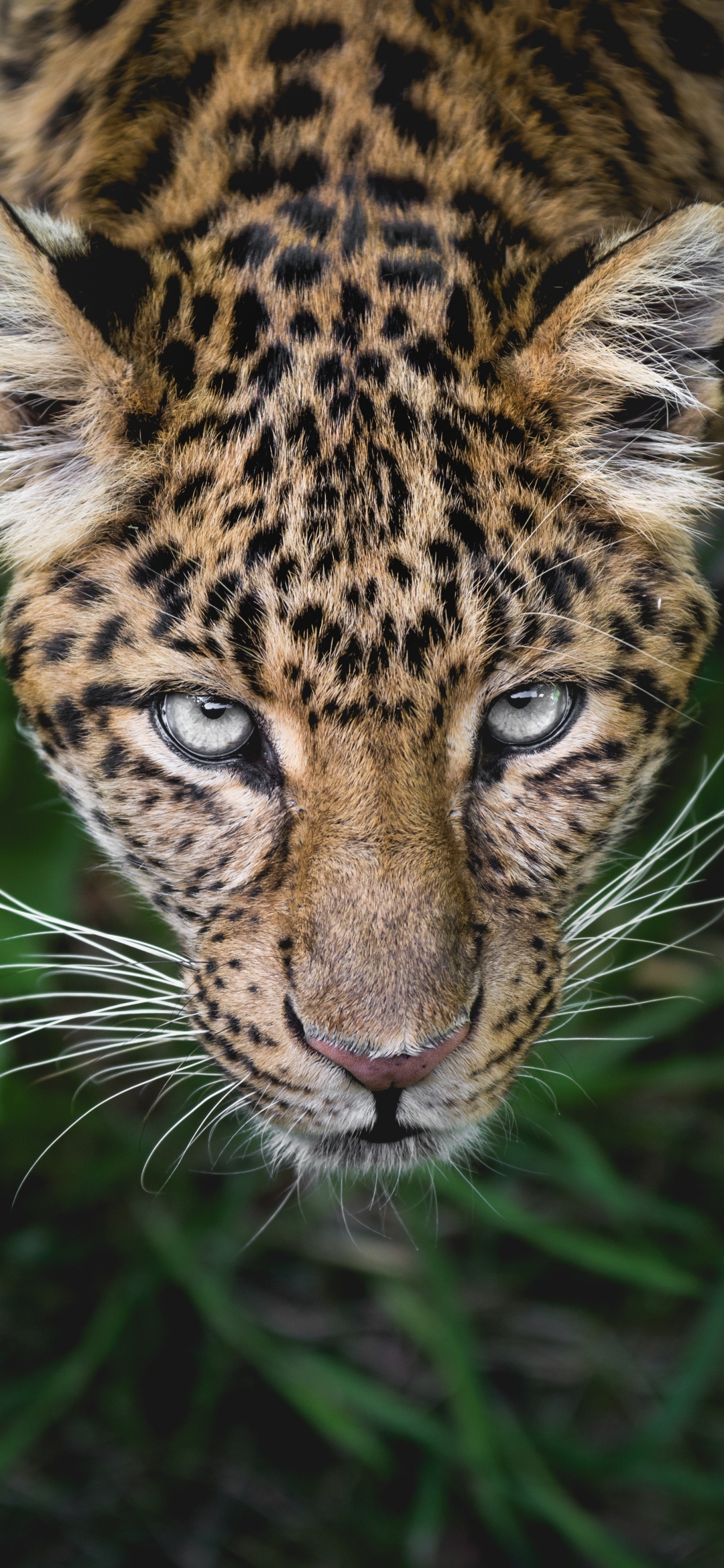 Descarga gratuita de fondo de pantalla para móvil de Animales, Gatos, Leopardo, Cara, Mirar Fijamente.