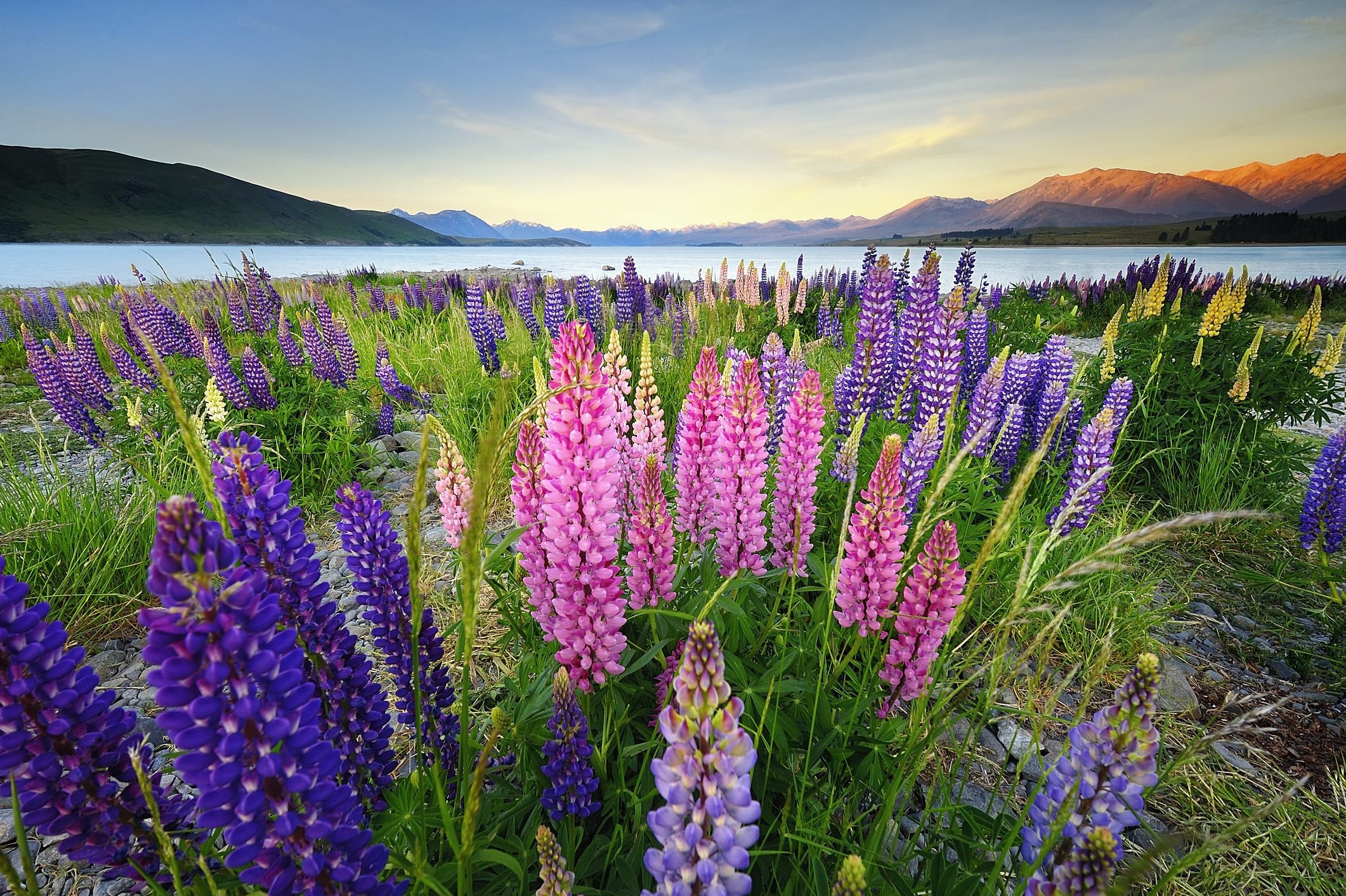 Free download wallpaper Lake, Flower, Earth, Lupine, Purple Flower, Pink Flower on your PC desktop