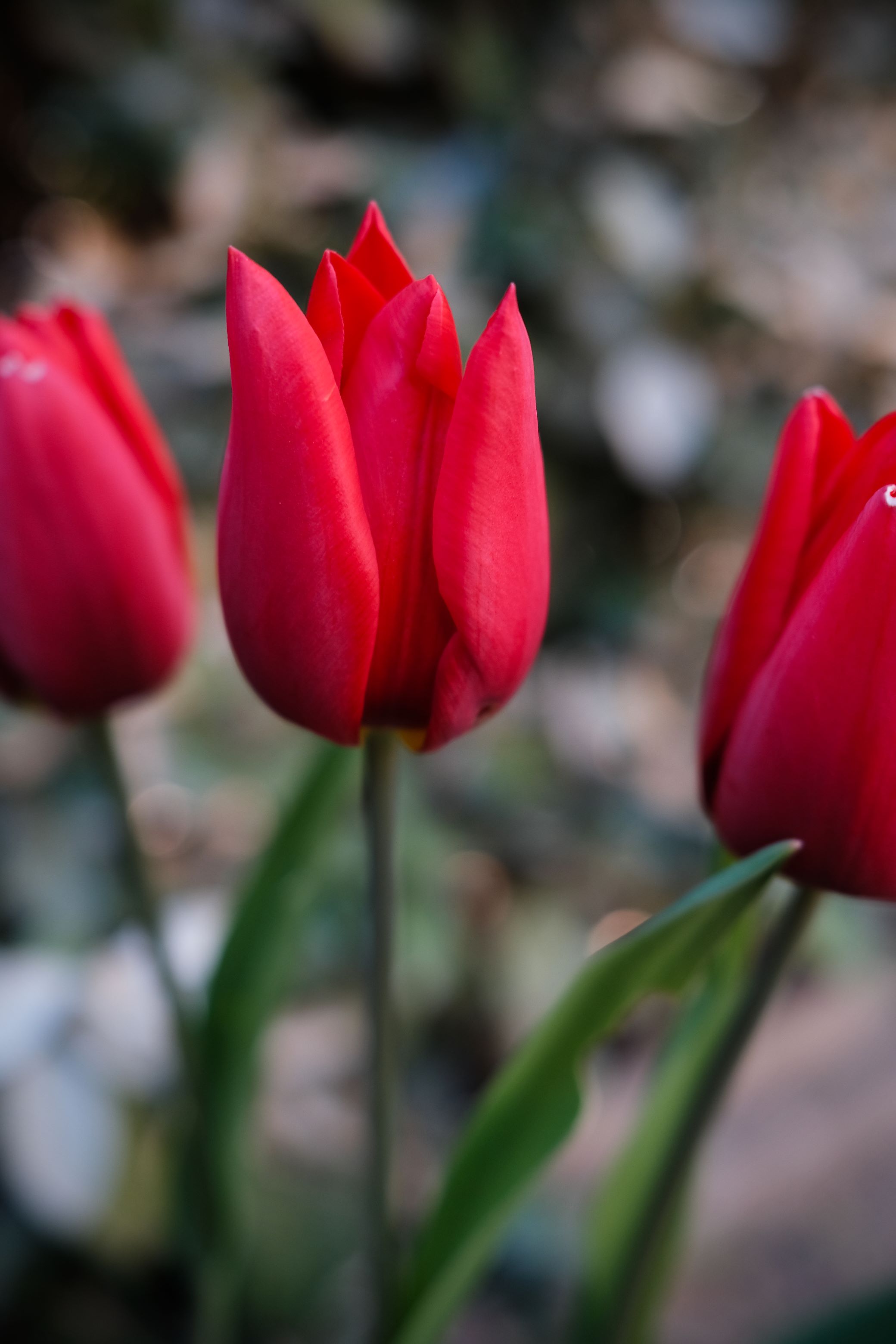 96170 descargar fondo de pantalla tulipanes, flores, rojo, planta: protectores de pantalla e imágenes gratis