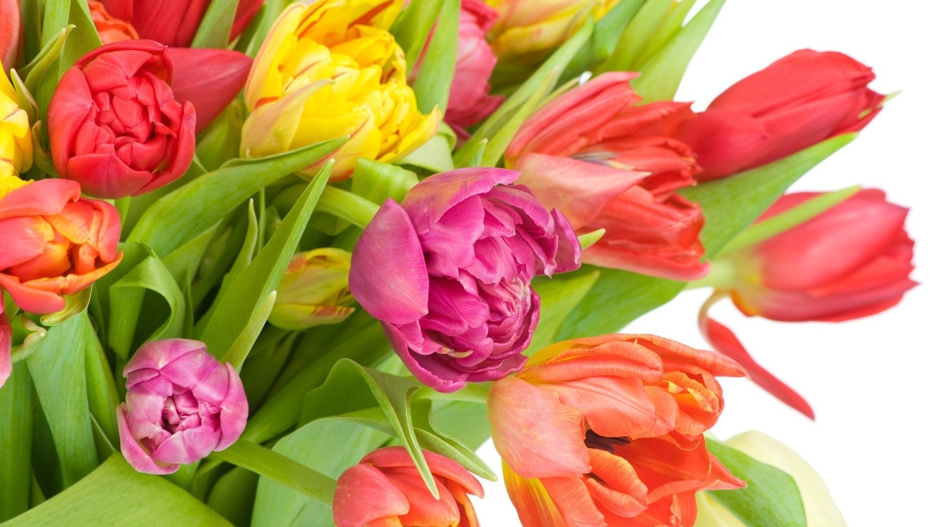 Скачать обои бесплатно Растения, Цветы, Тюльпаны картинка на рабочий стол ПК
