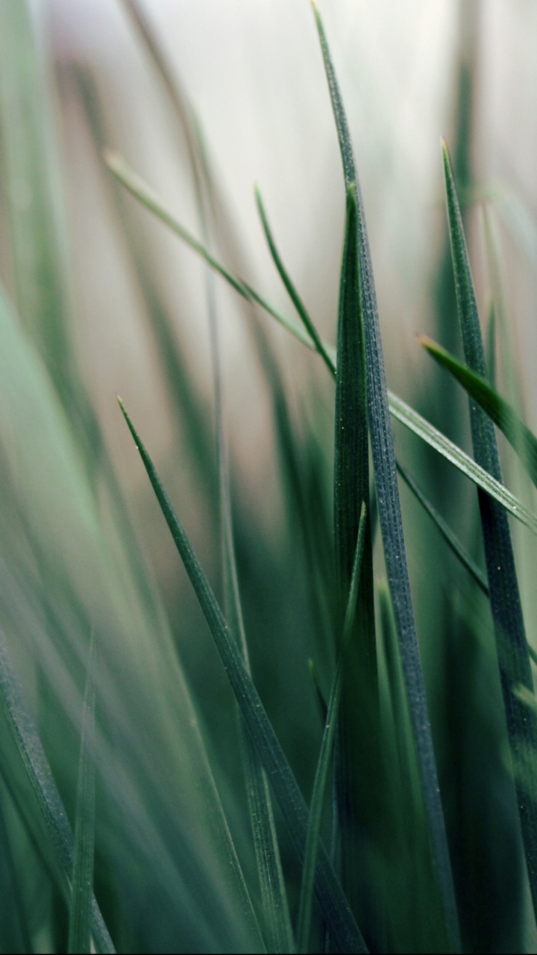 Descarga gratuita de fondo de pantalla para móvil de Hierba, Tierra/naturaleza.