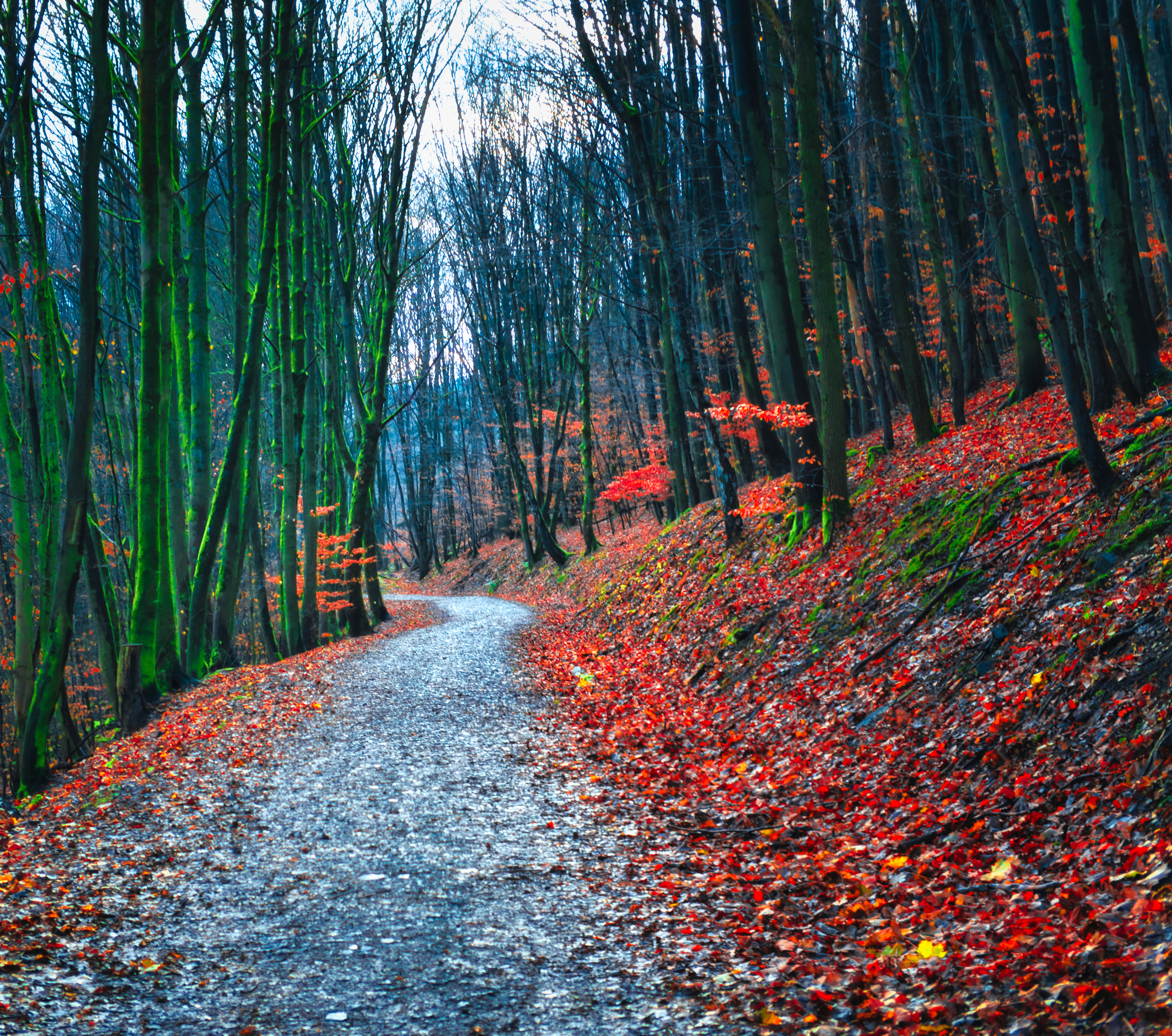 139902 скачать обои осень, опавшая листва, природа, лес, тропинка - заставки и картинки бесплатно