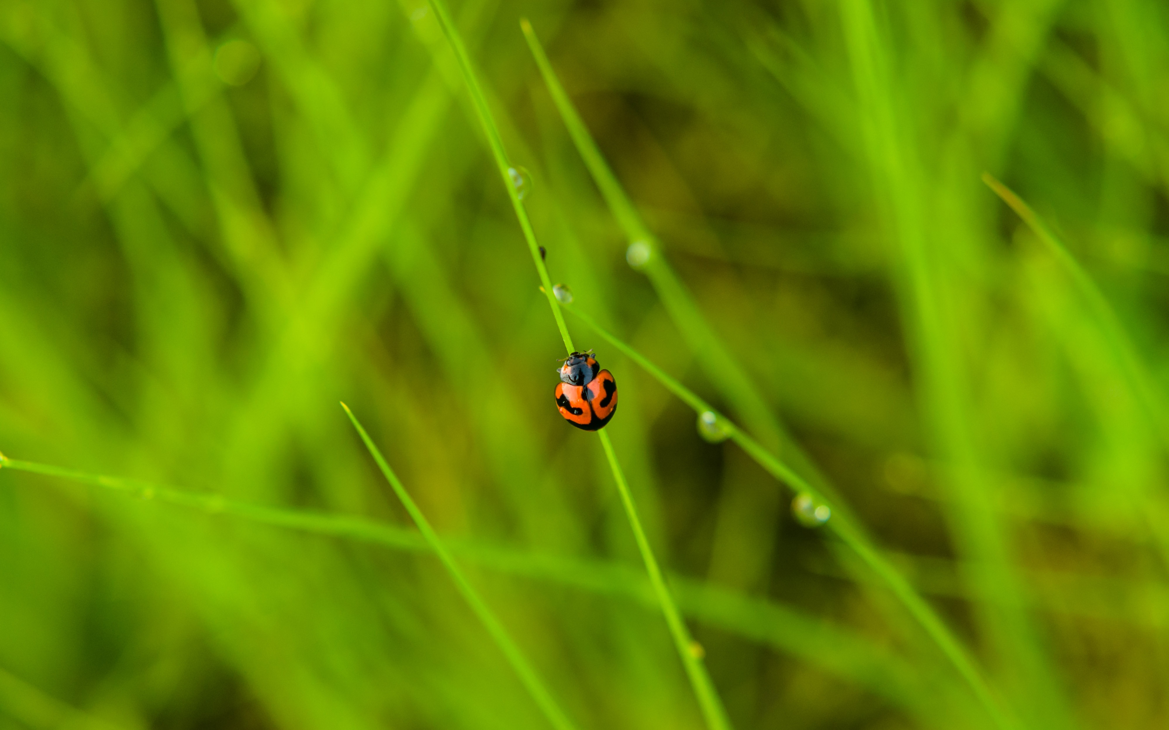 insect, grass, macro, ladybug, ladybird, dew HD wallpaper