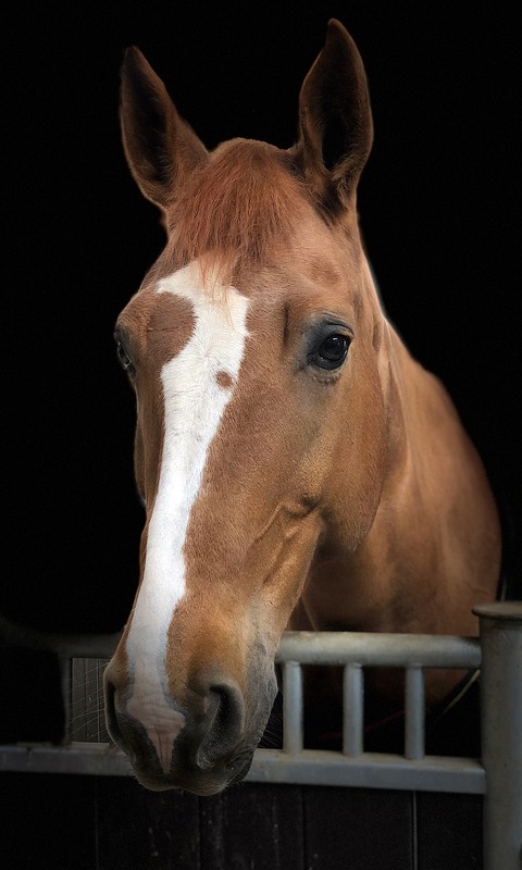 Descarga gratuita de fondo de pantalla para móvil de Animales, Caballo.